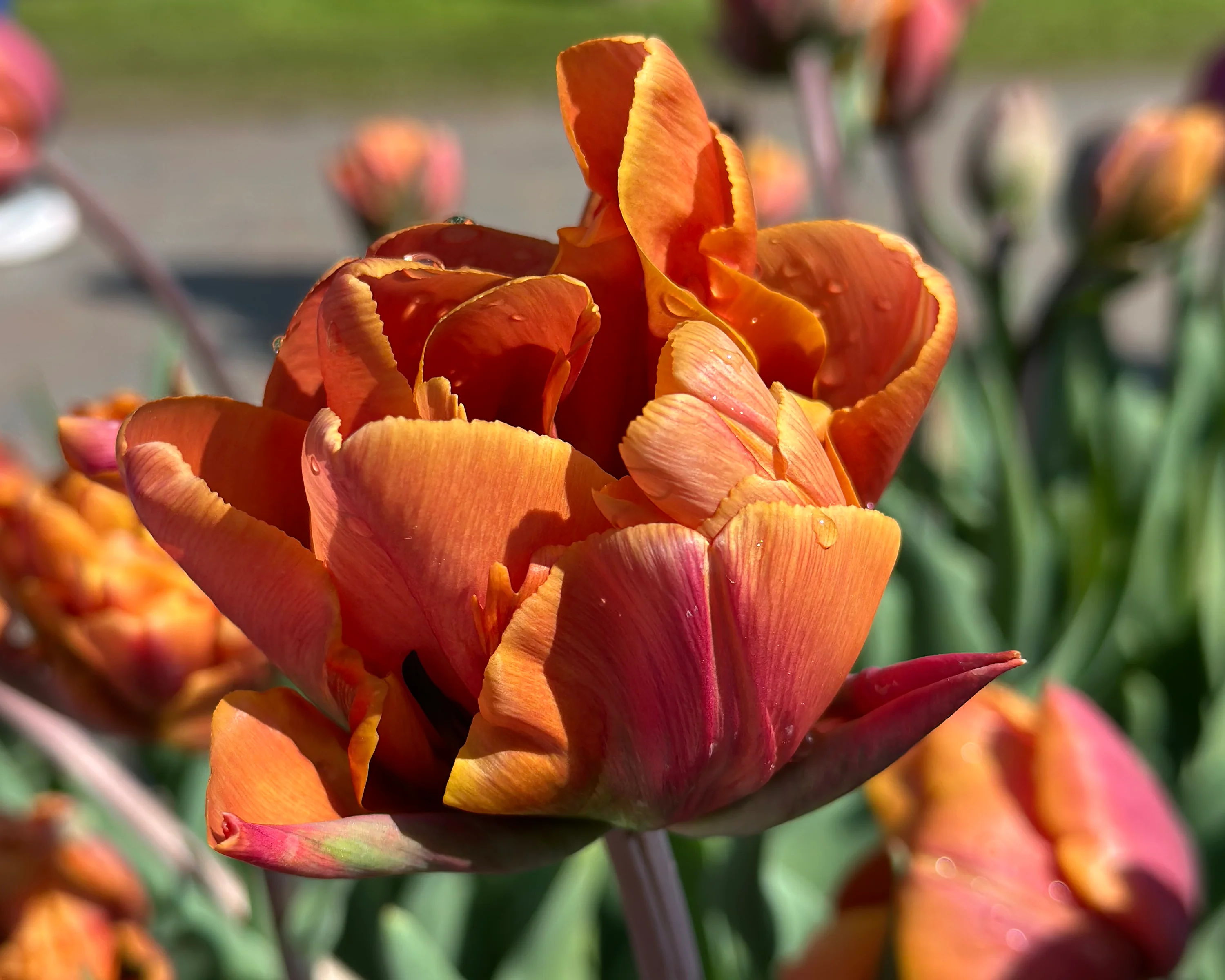 Tulip 'Brasil' - Image 7