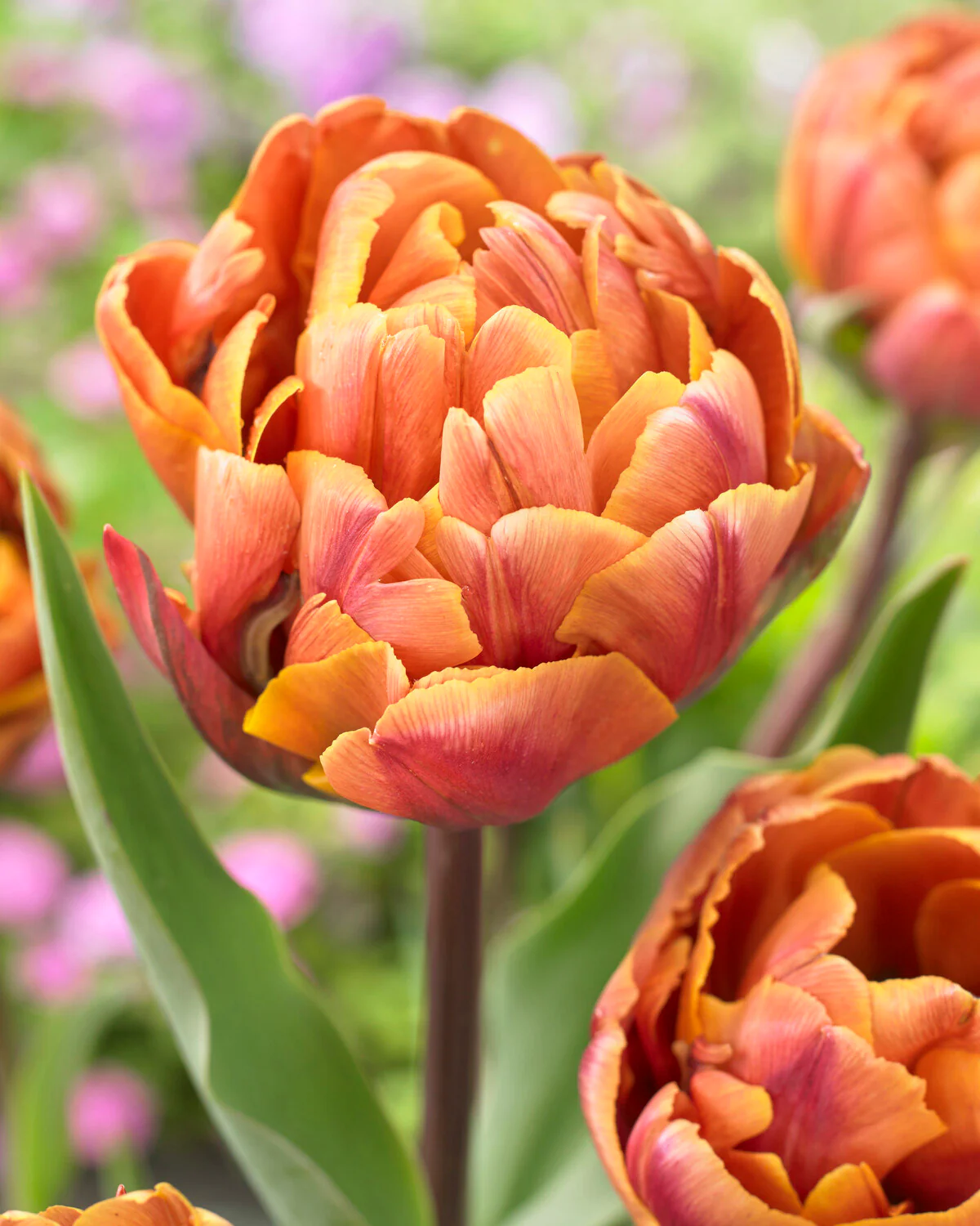 Tulip 'Brasil' - Image 8