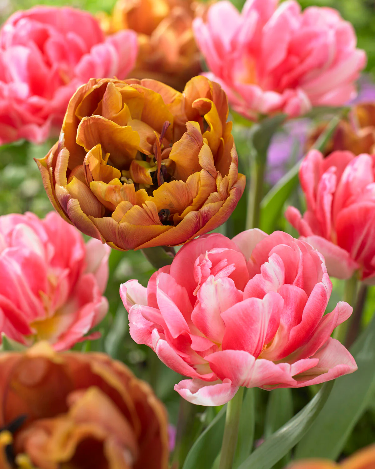 Tulip 'Brasil' - Image 9