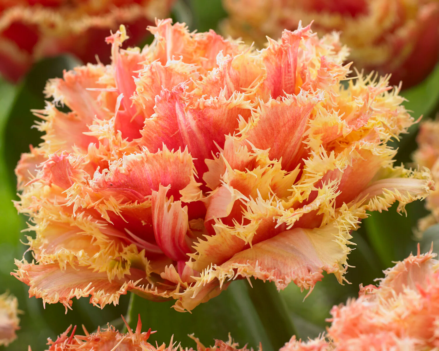 Tulip 'Brisbane' - Image 12