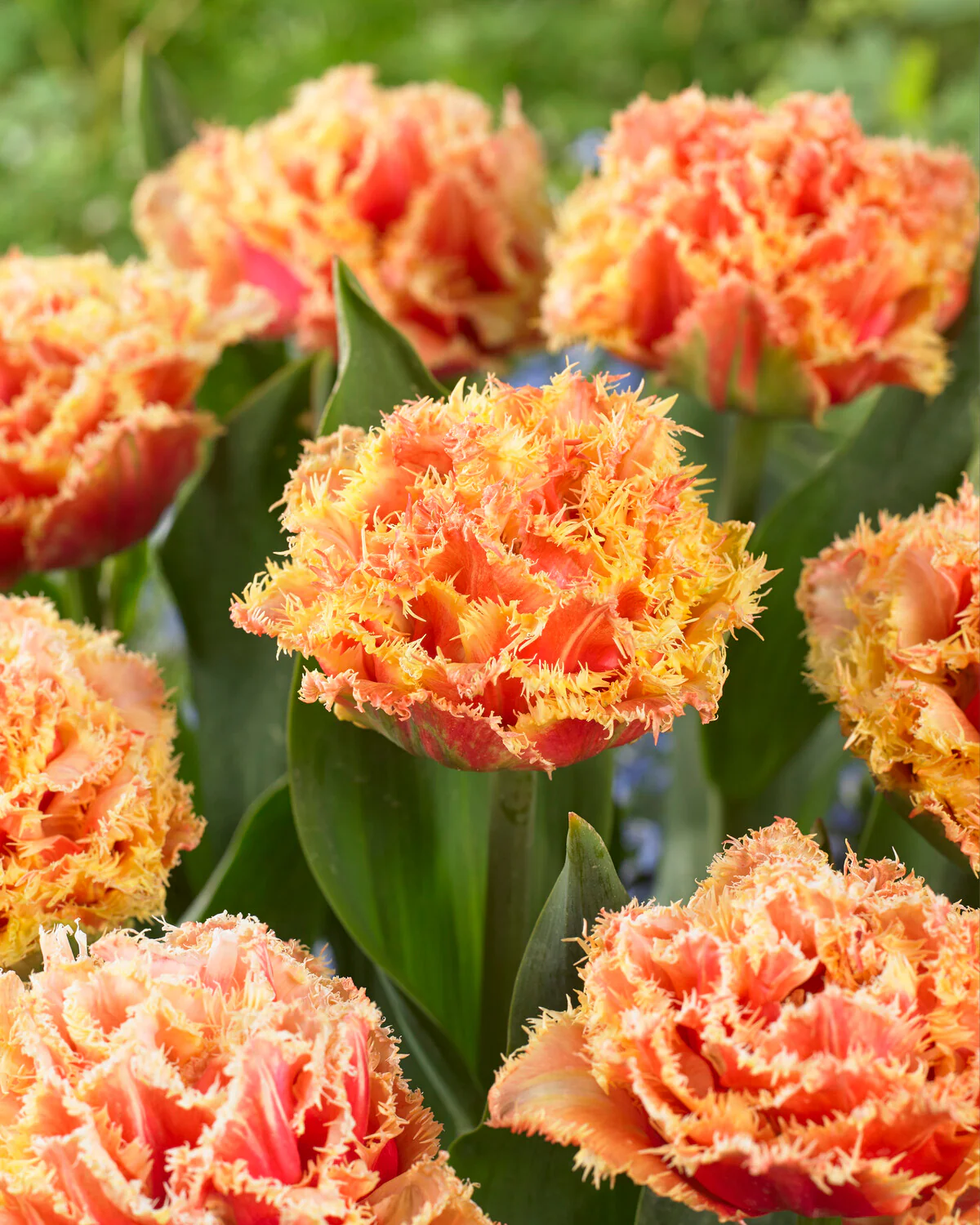 Tulip 'Brisbane' - Image 13
