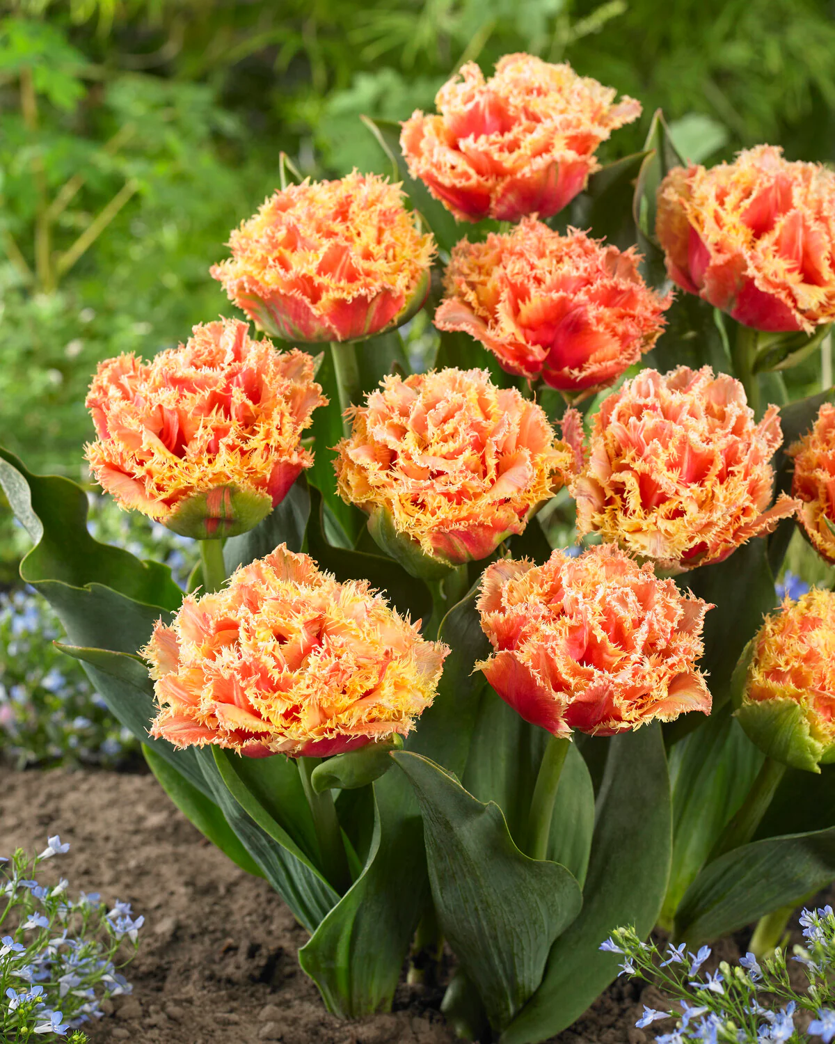 Tulip 'Brisbane' - Image 4