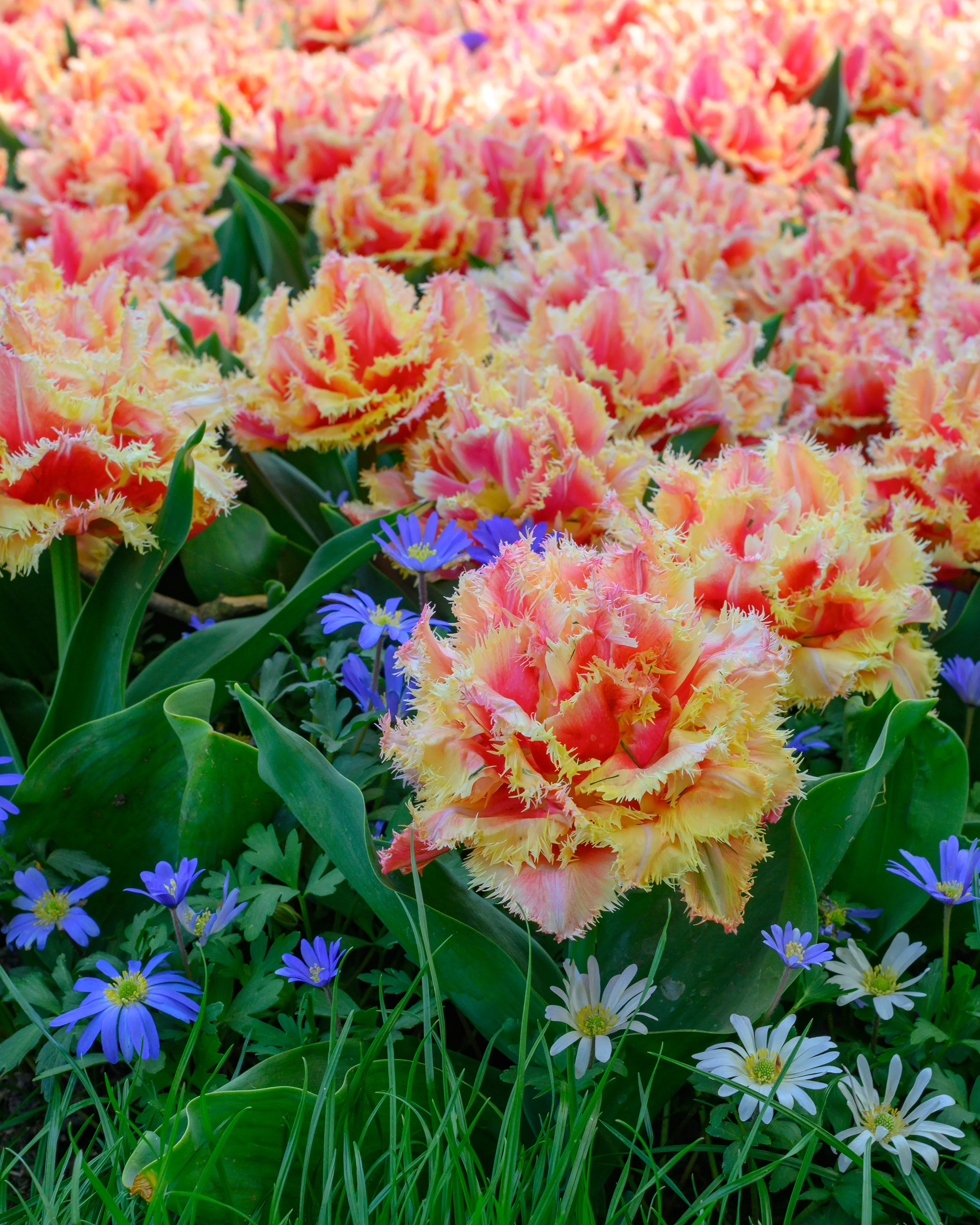 Tulip 'Brisbane' - Image 5