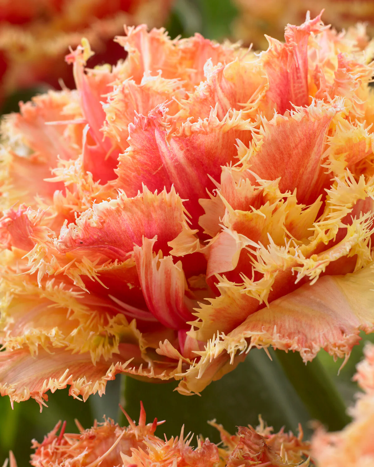 Tulip 'Brisbane' - Image 6