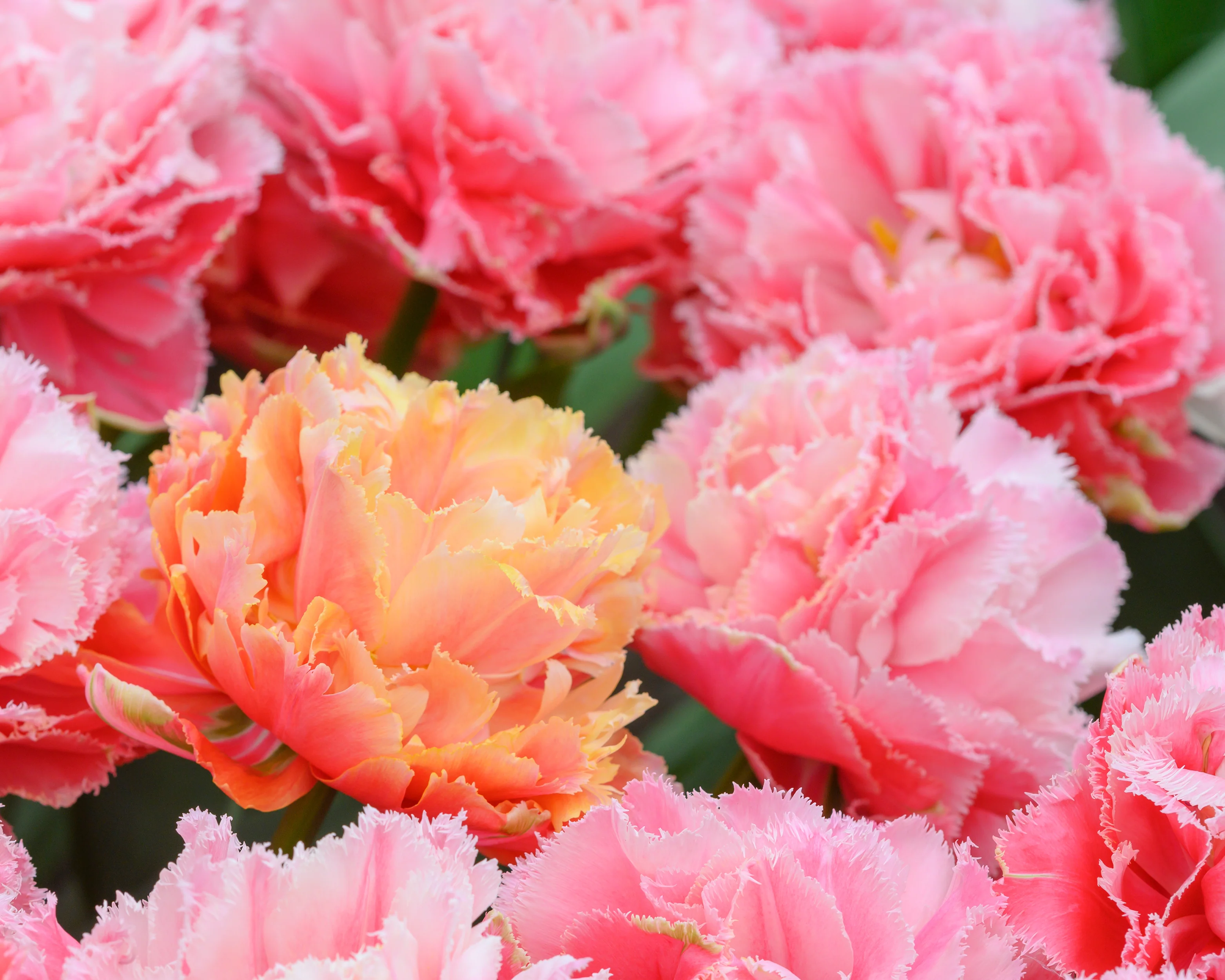 Tulip 'Brisbane' - Image 7