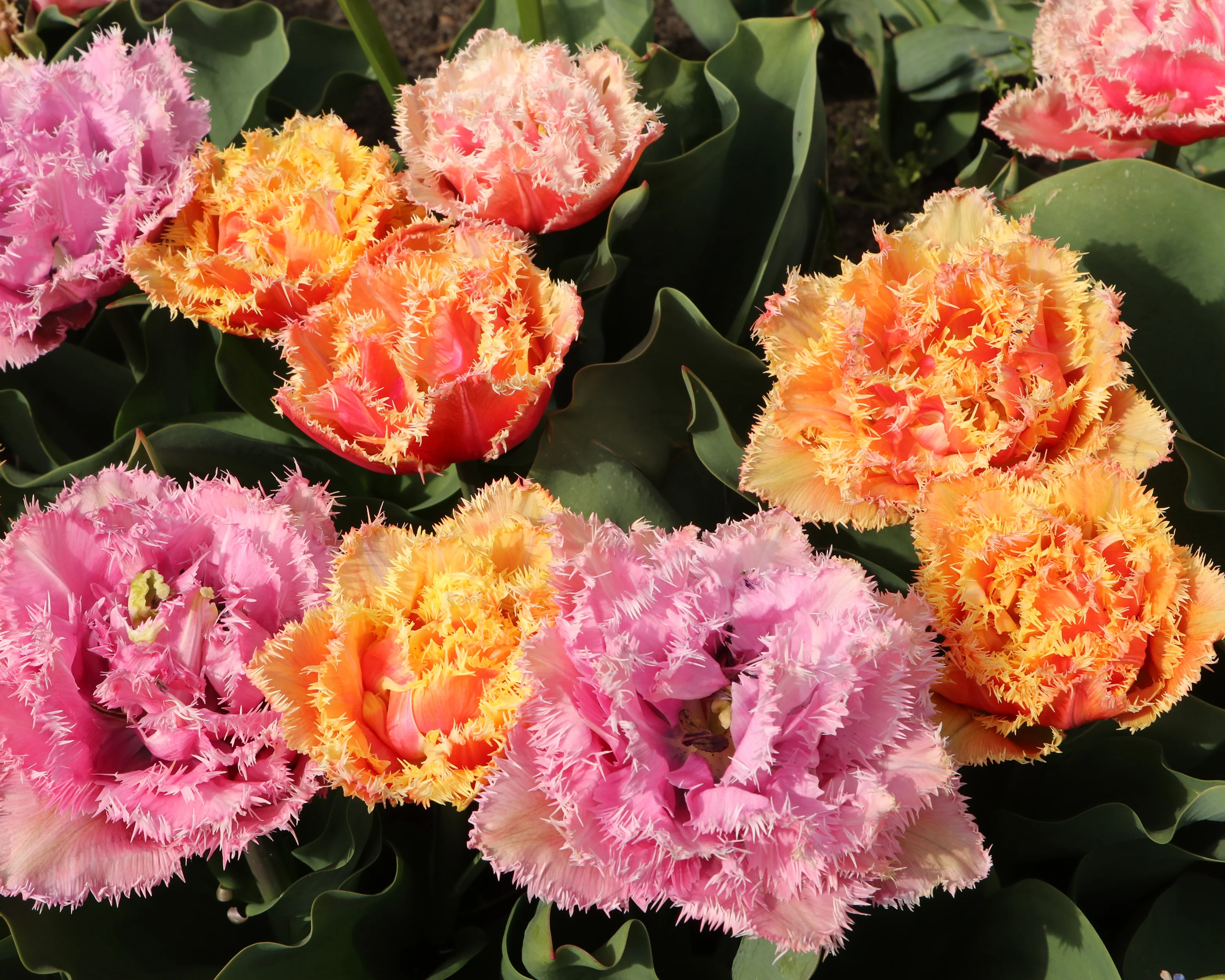 Tulip 'Brisbane' - Image 8