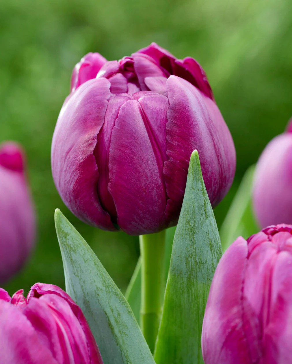 Tulip 'Brothers in Arms'