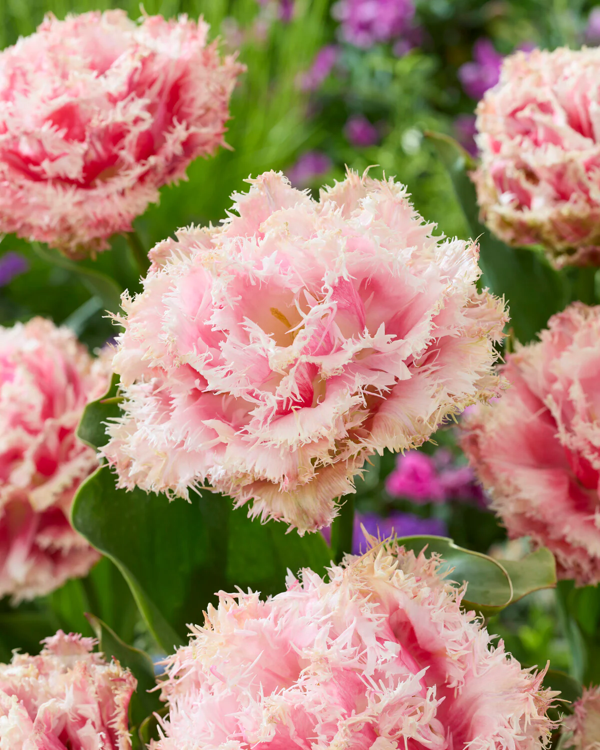 Tulip 'Byron Bay'