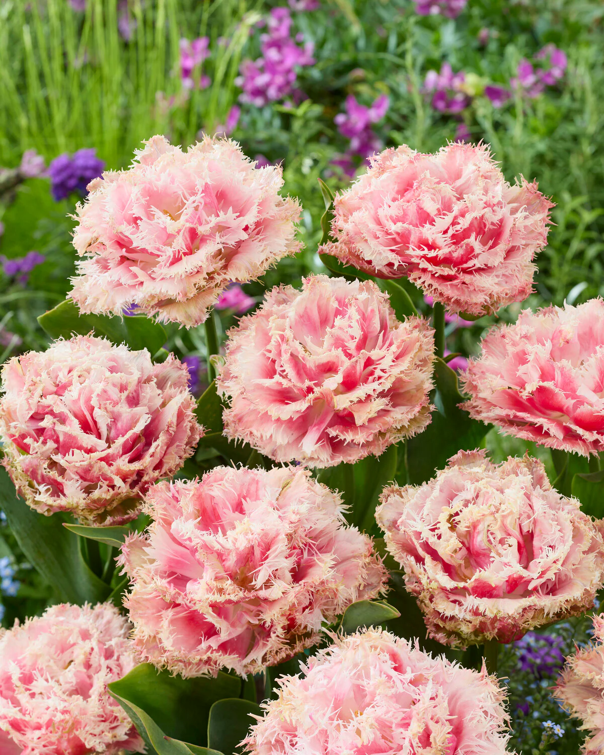 Tulip 'Byron Bay' - Image 3