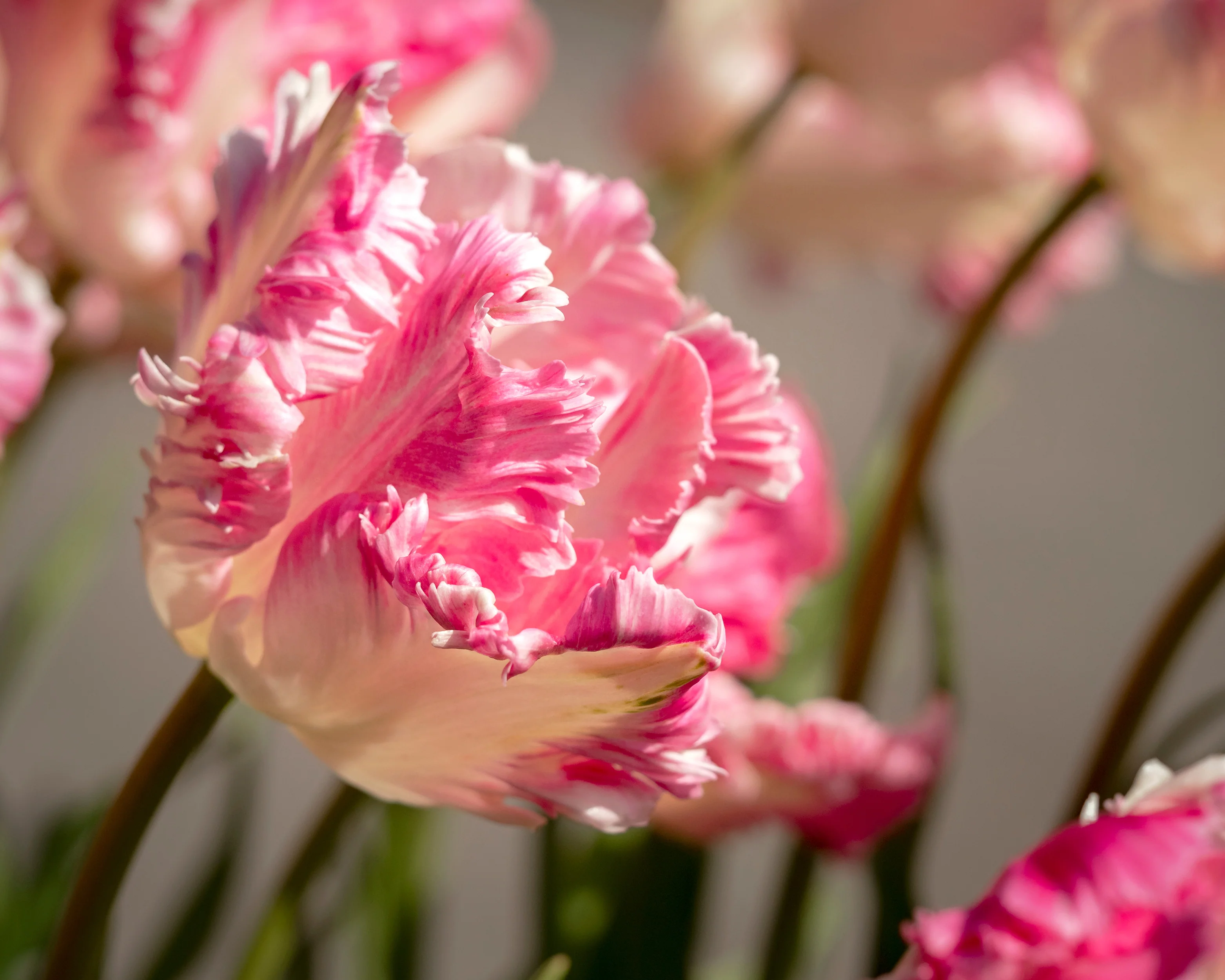 Tulip 'Cabanna' - Image 10
