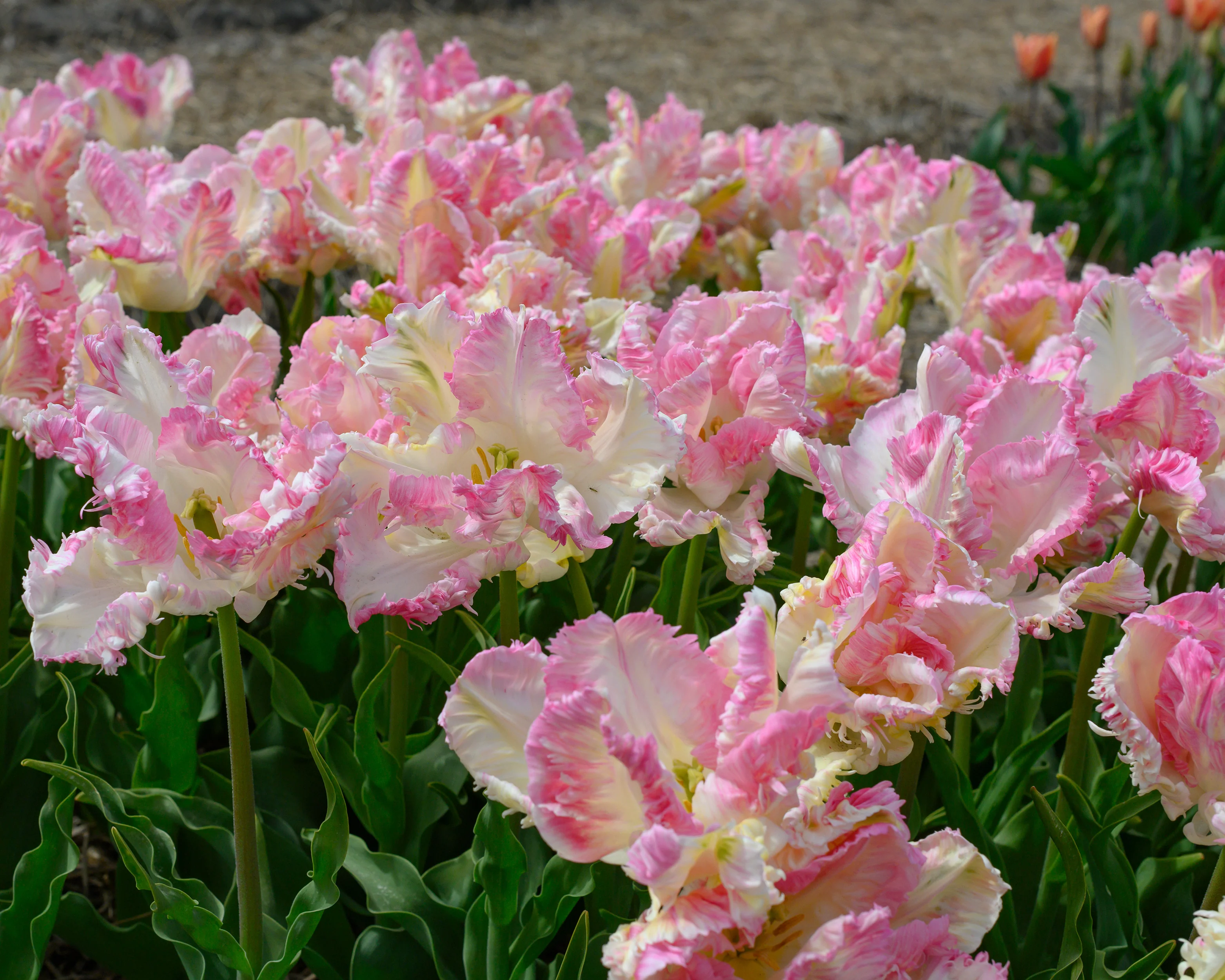 Tulip 'Cabanna' - Image 5