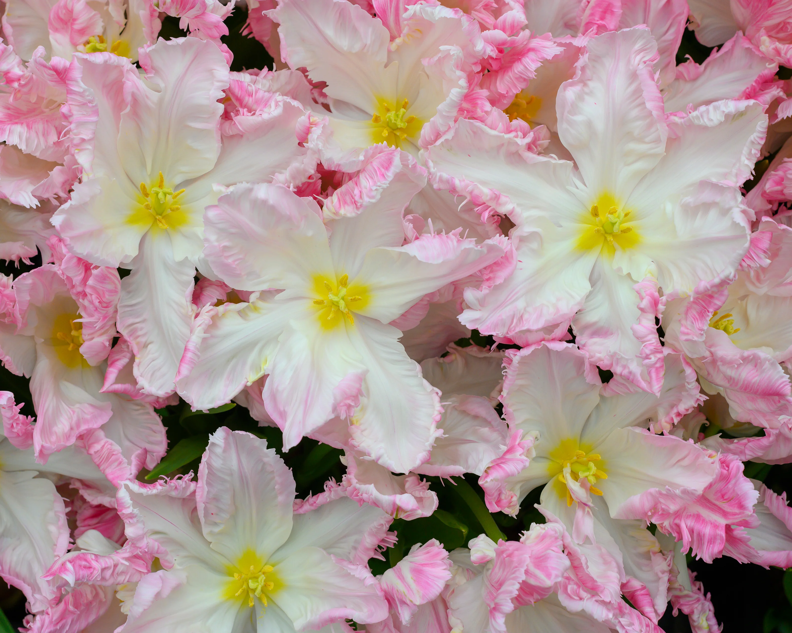 Tulip 'Cabanna' - Image 7