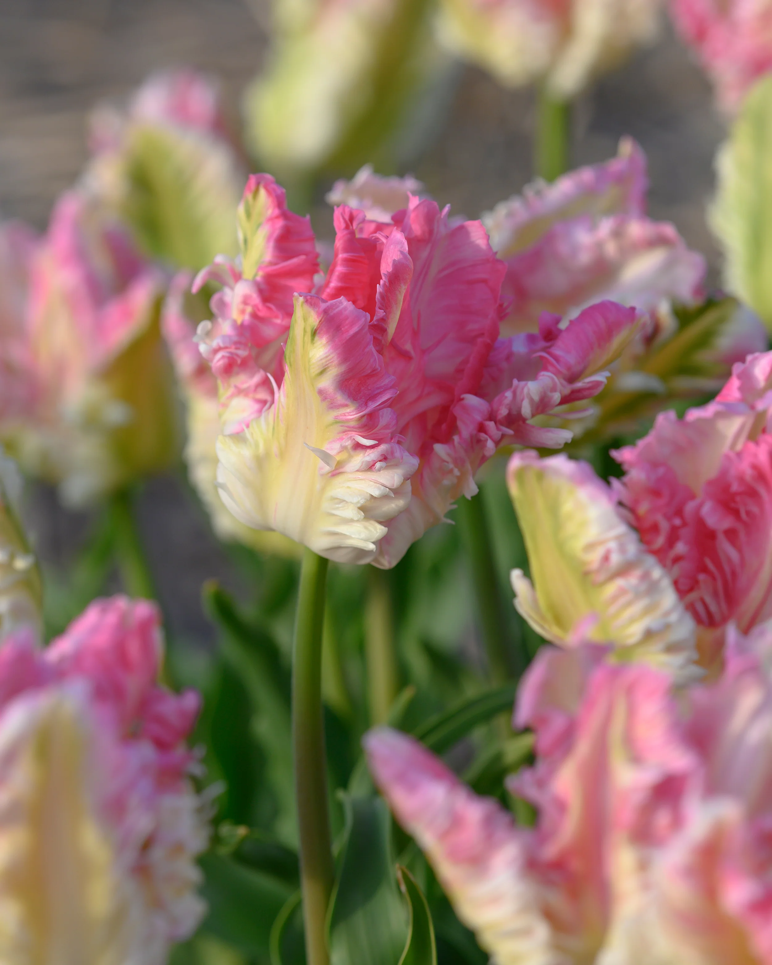 Tulip 'Cabanna' - Image 8