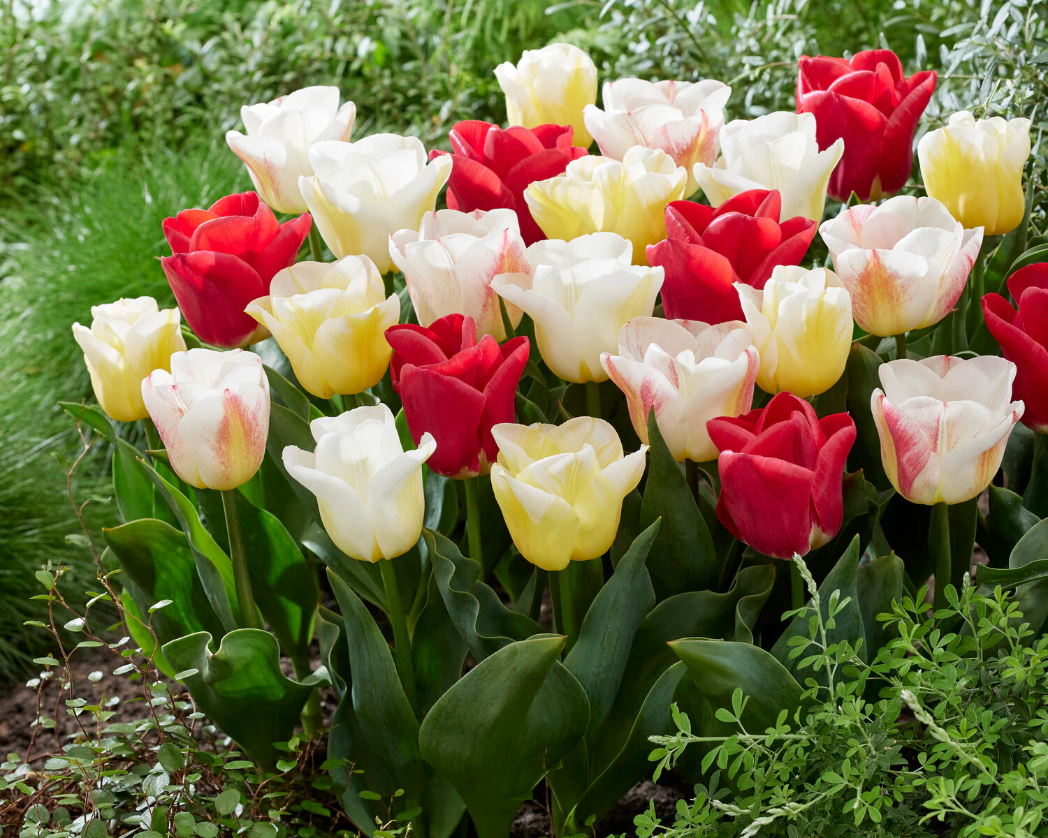 Tulip 'Calgary Blend' - Image 3