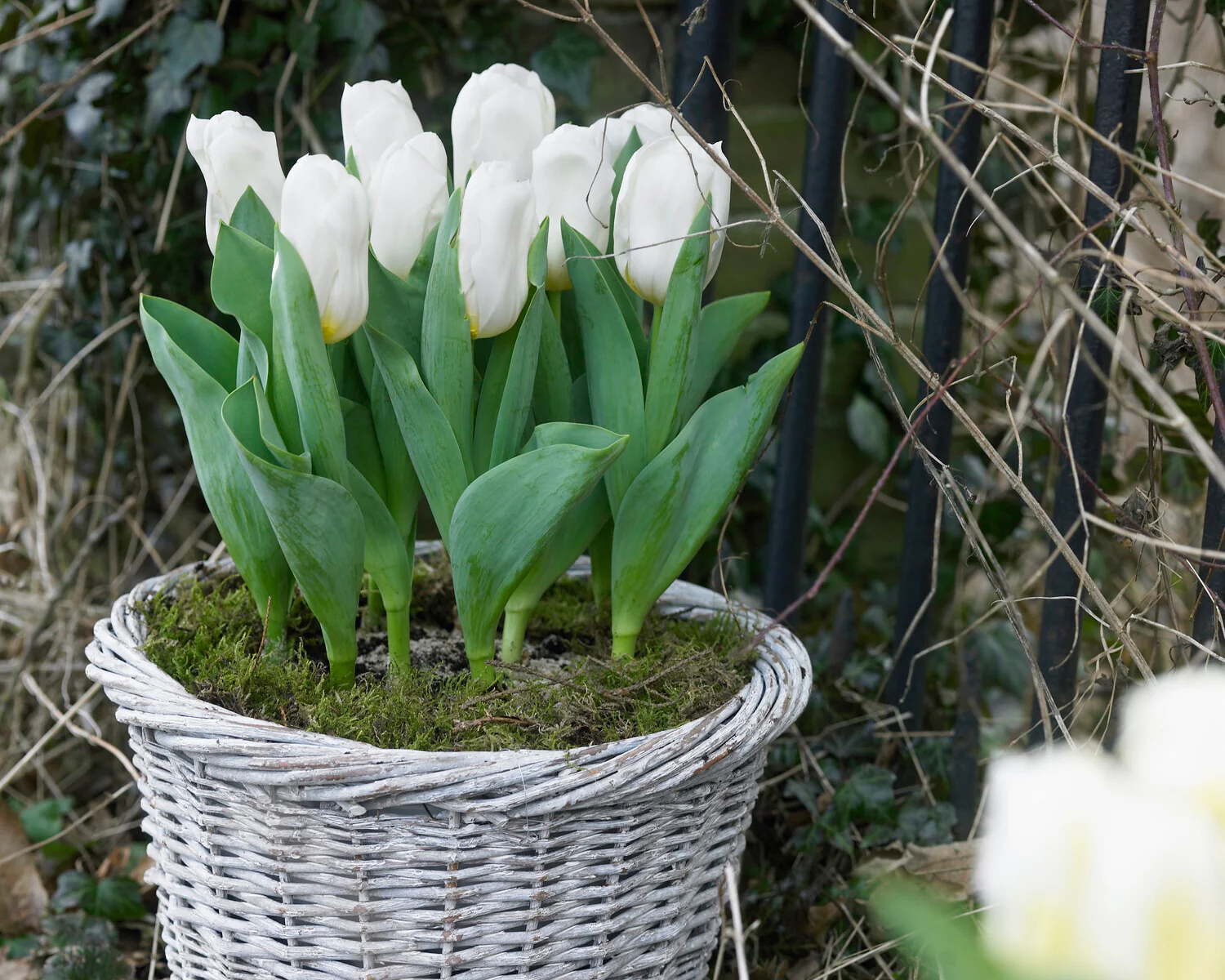 Tulip 'Calgary' - Image 12