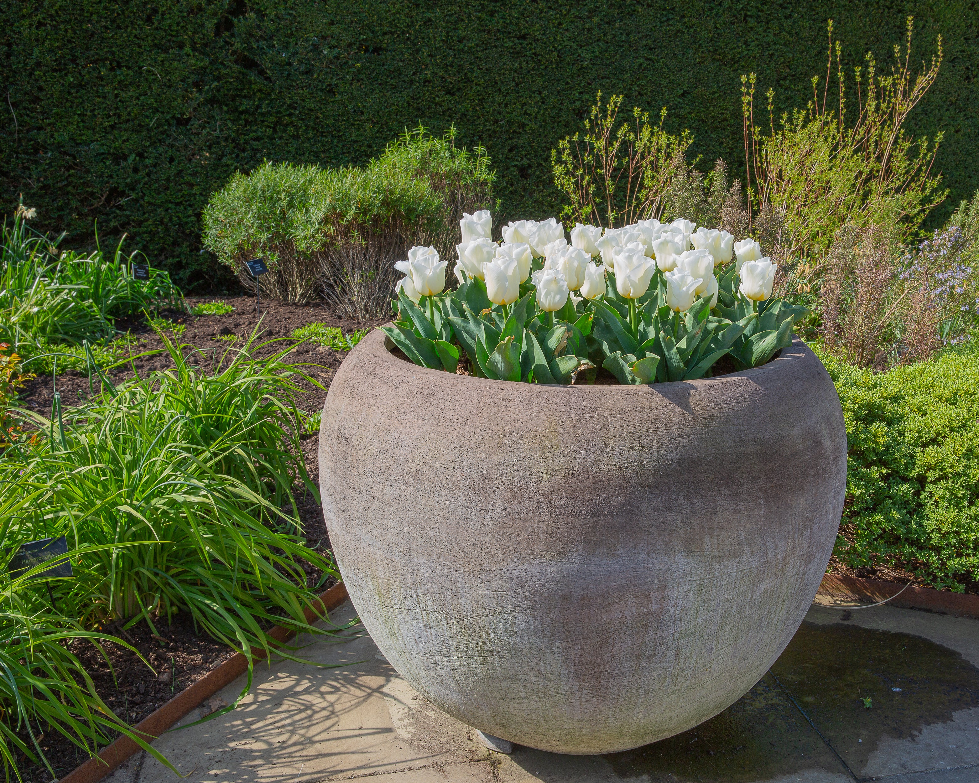 Tulip 'Calgary' - Image 13