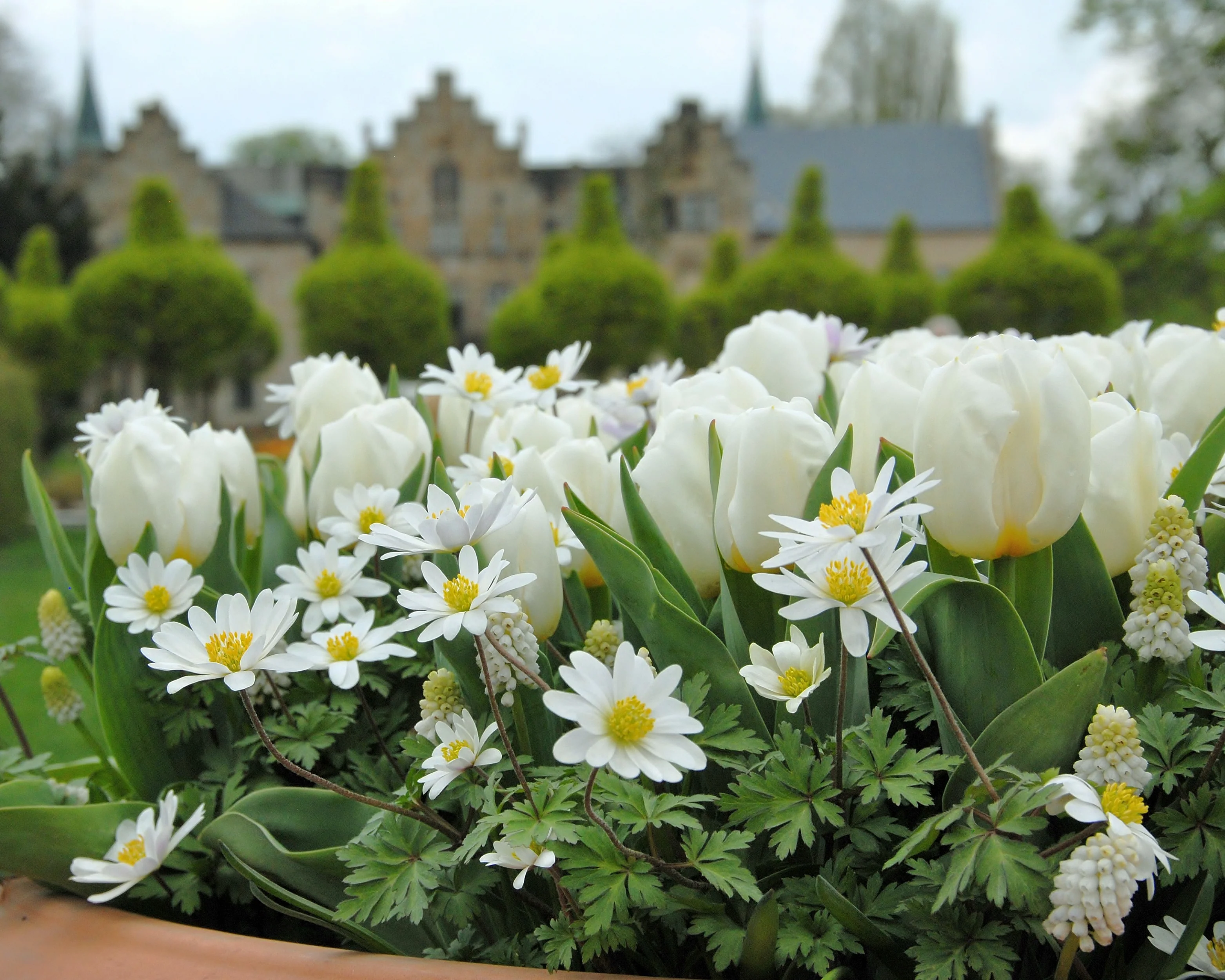 Tulip 'Calgary' - Image 14