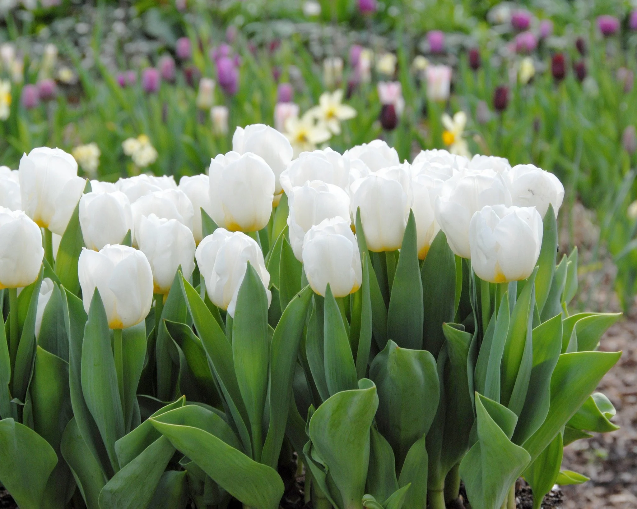 Tulip 'Calgary' - Image 3