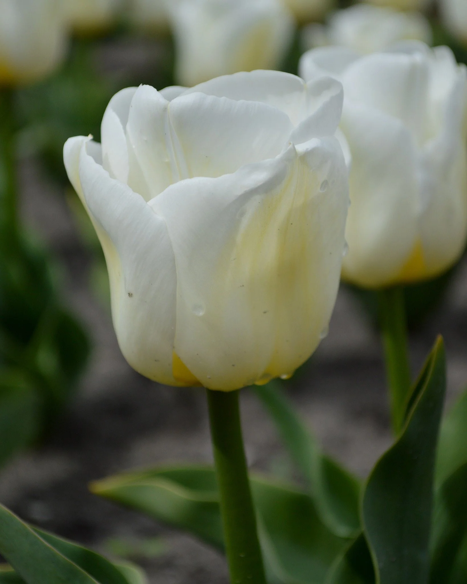 Tulip 'Calgary' - Image 4