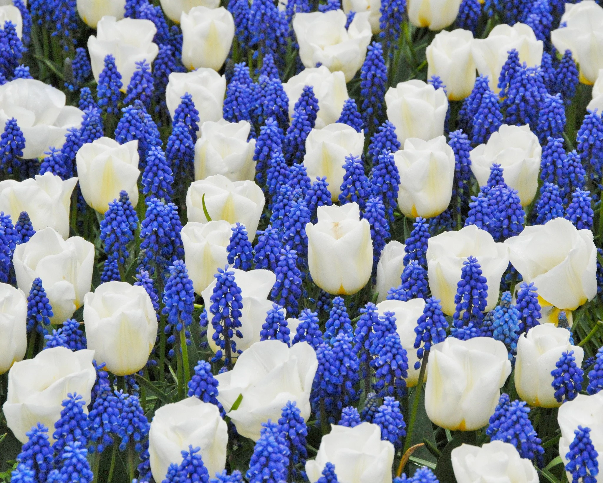 Tulip 'Calgary' - Image 6