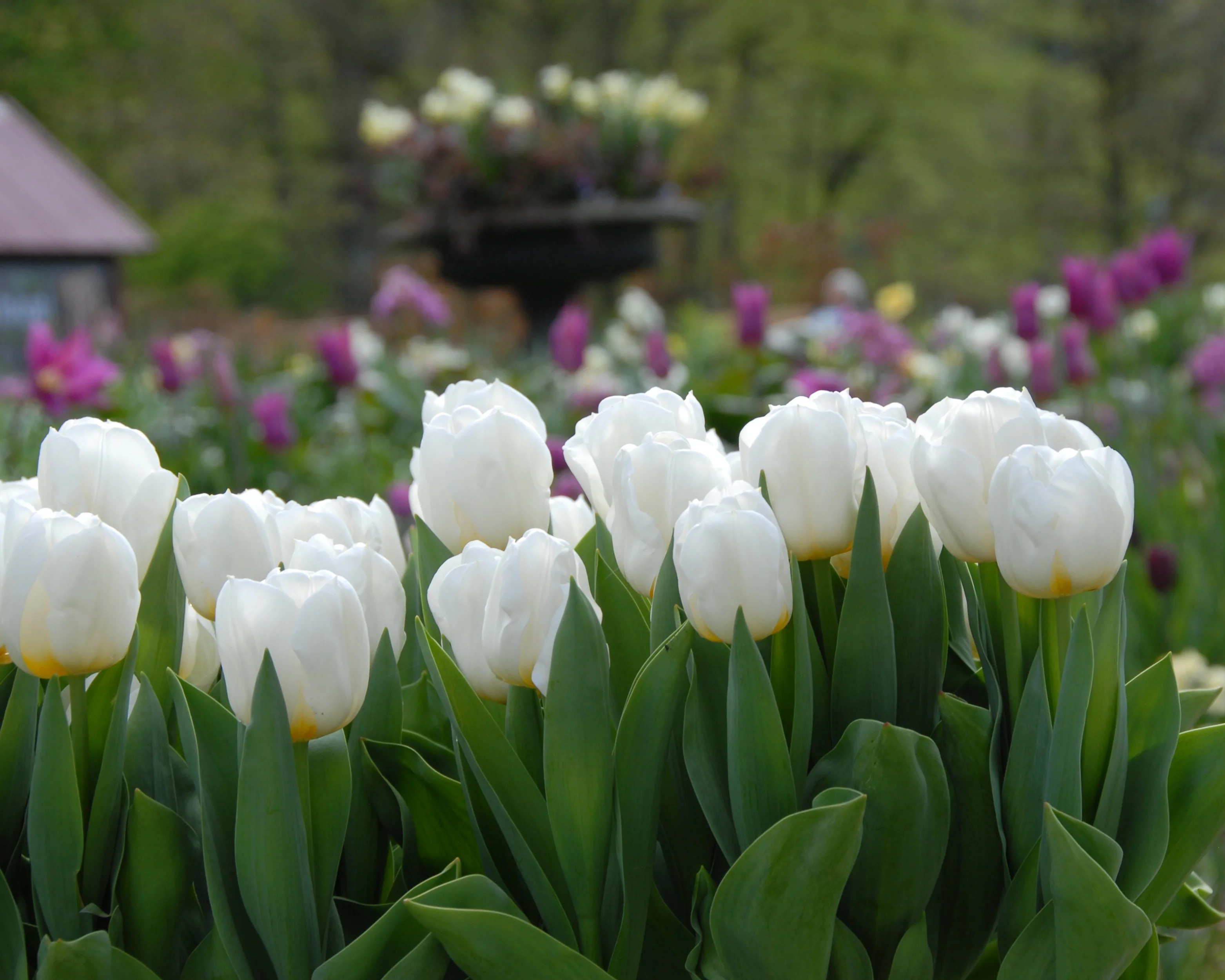 Tulip 'Calgary' - Image 7