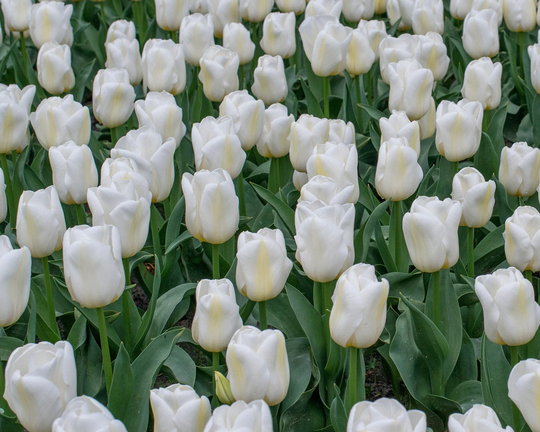Tulip 'Calgary' - Image 9