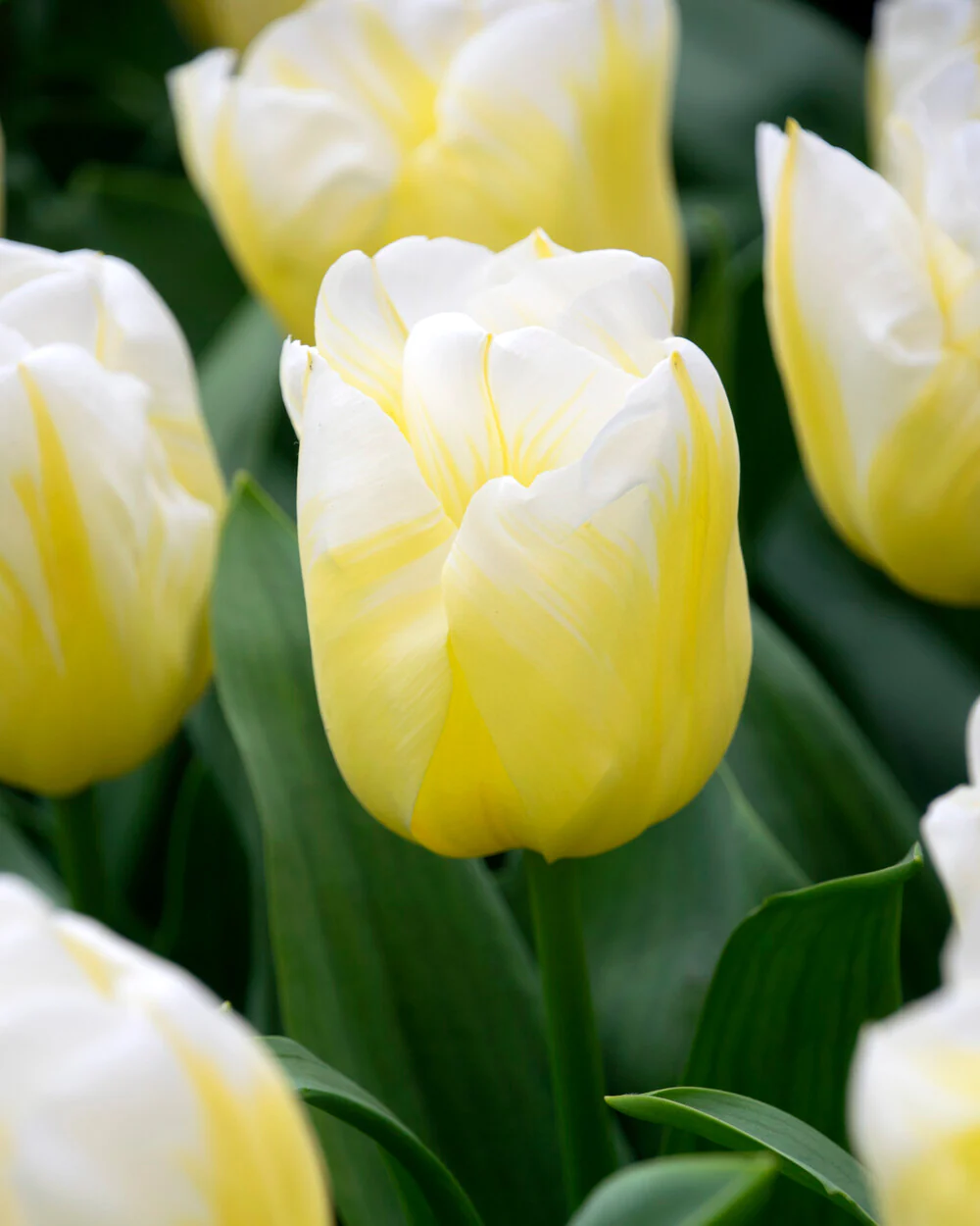 Tulip 'Calgary Flames' - Image 2