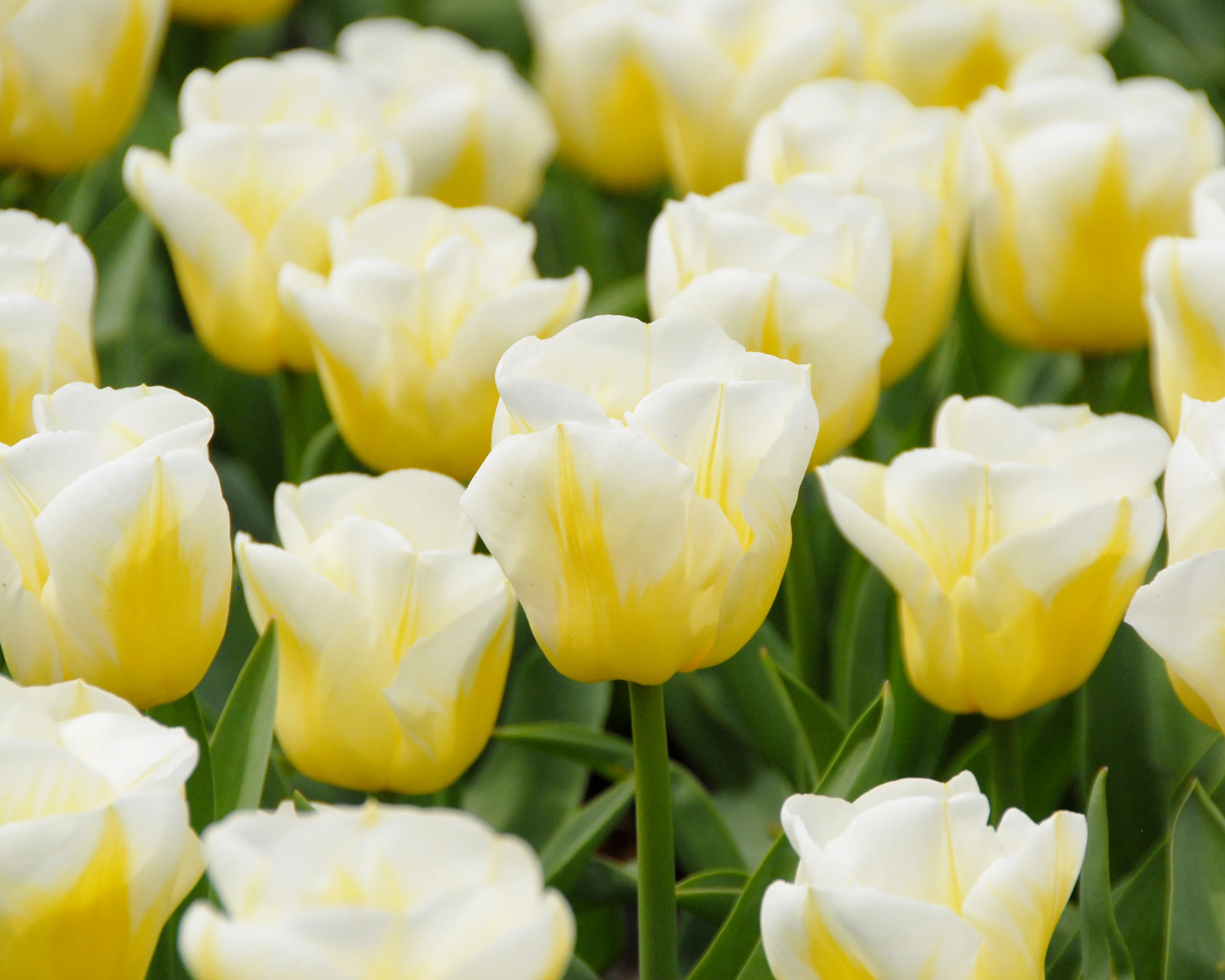 Tulip 'Calgary Flames' - Image 4