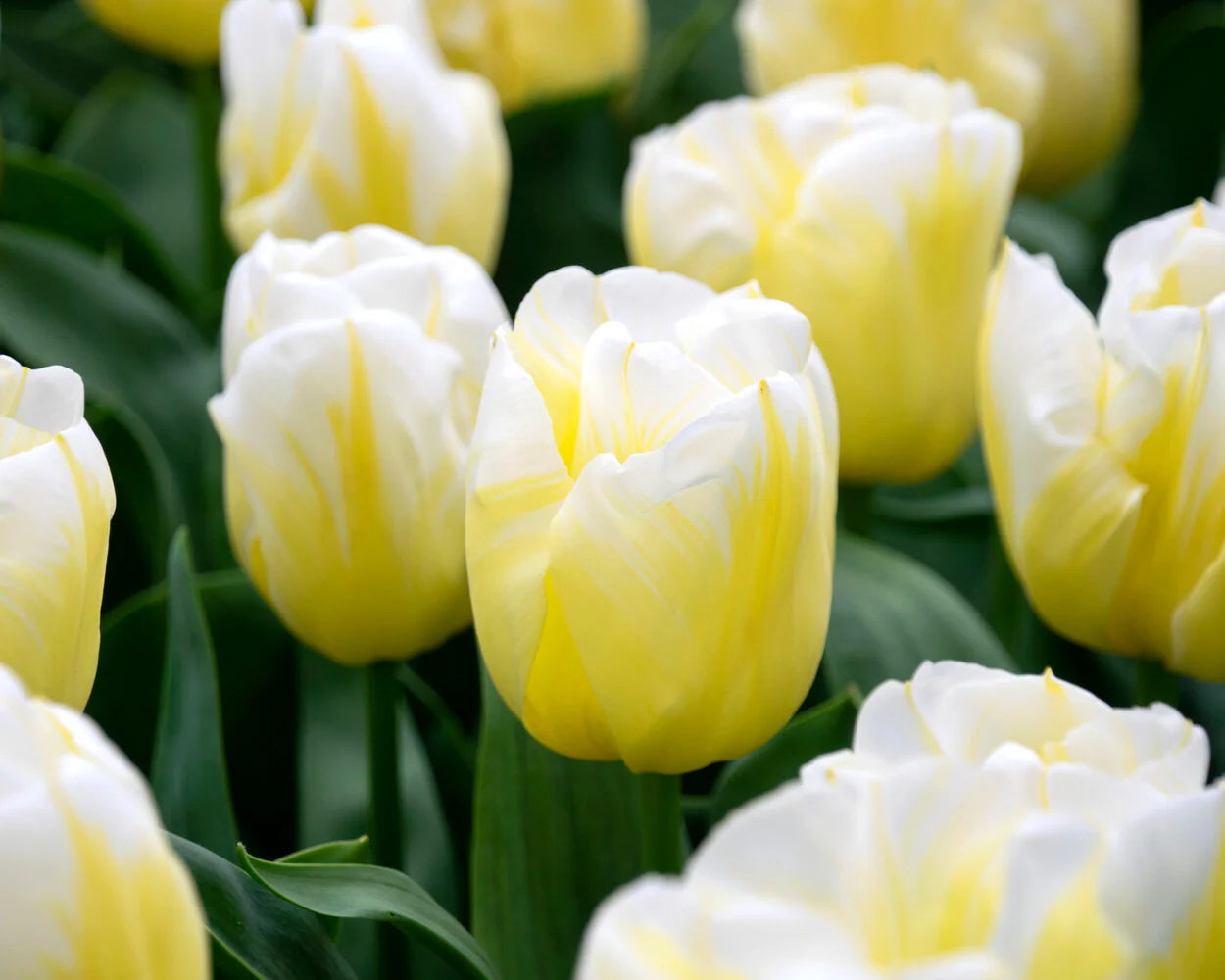 Tulip 'Calgary Flames' - Image 5