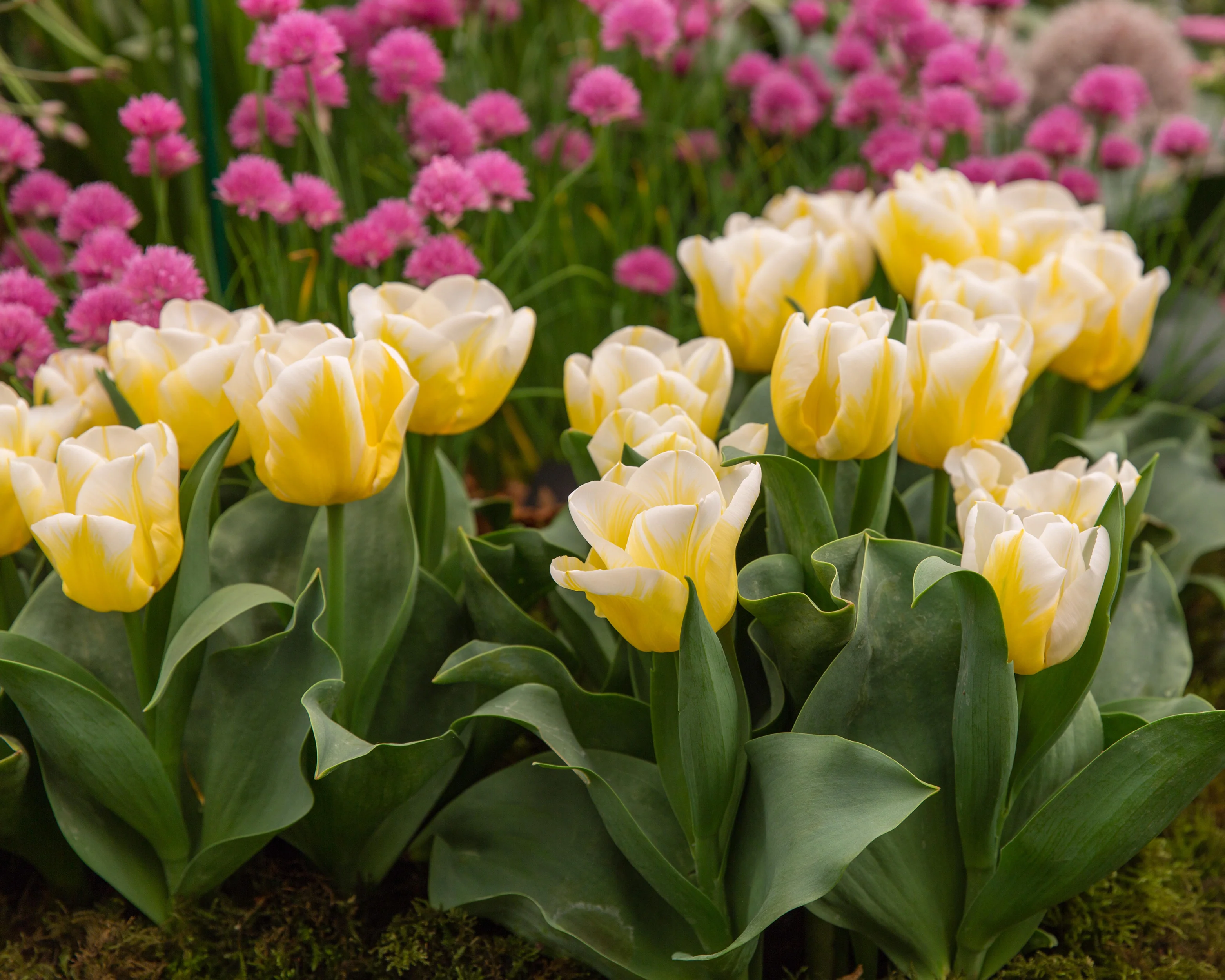 Tulip 'Calgary Flames' - Image 8