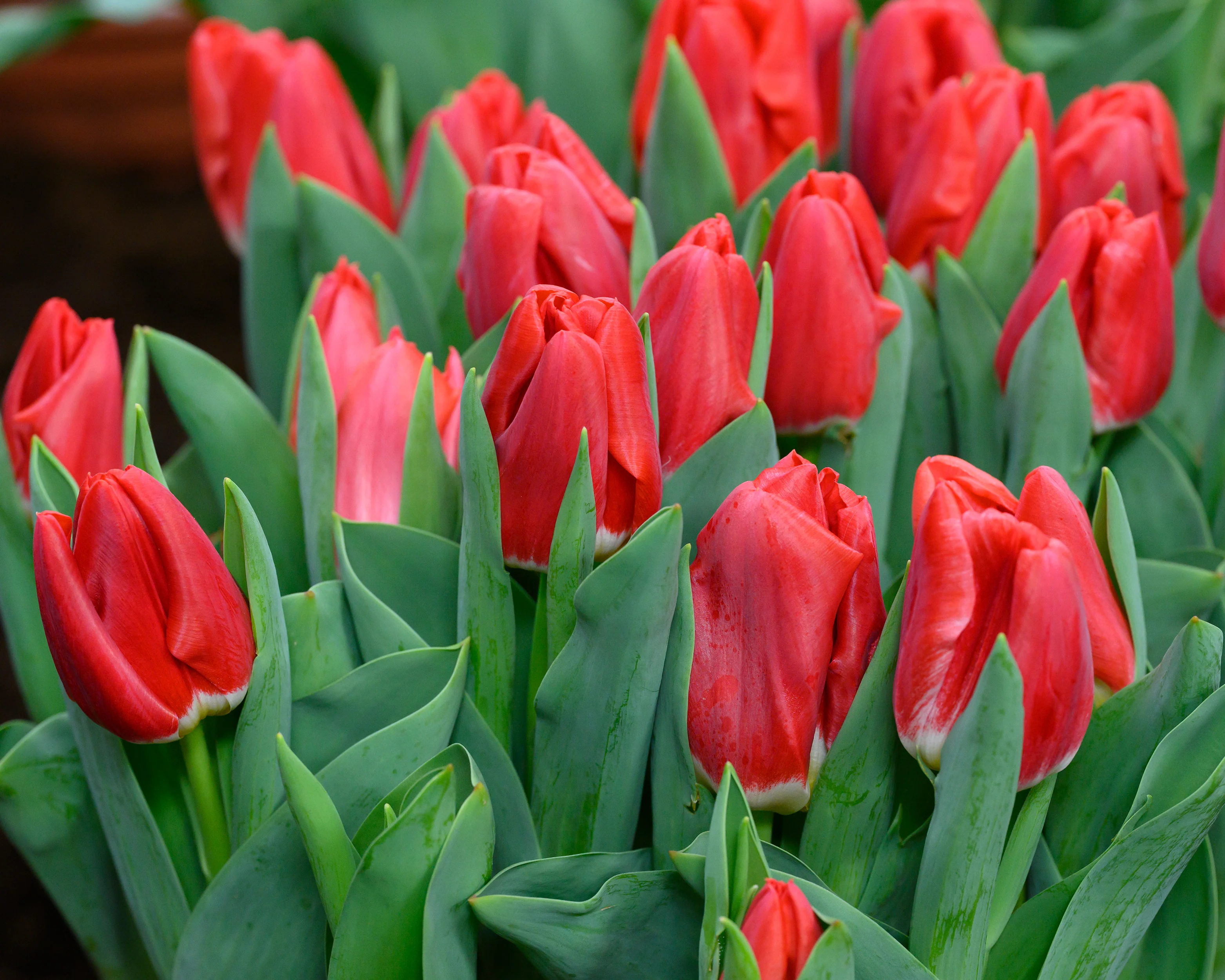Tulip 'Calgary Red' - Image 4
