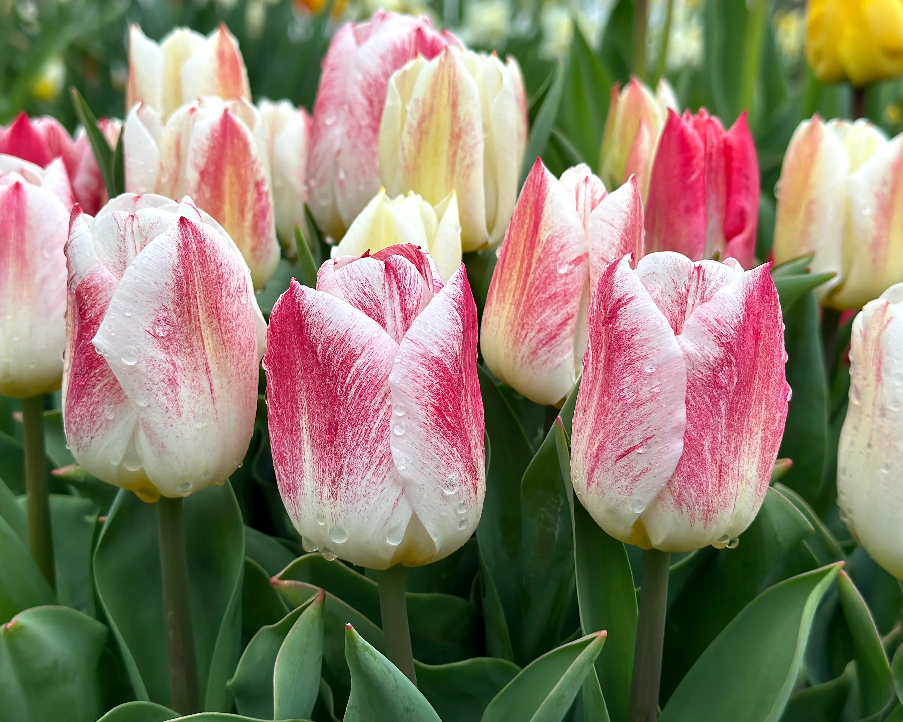 Tulip 'Calgary Sensation' - Image 3