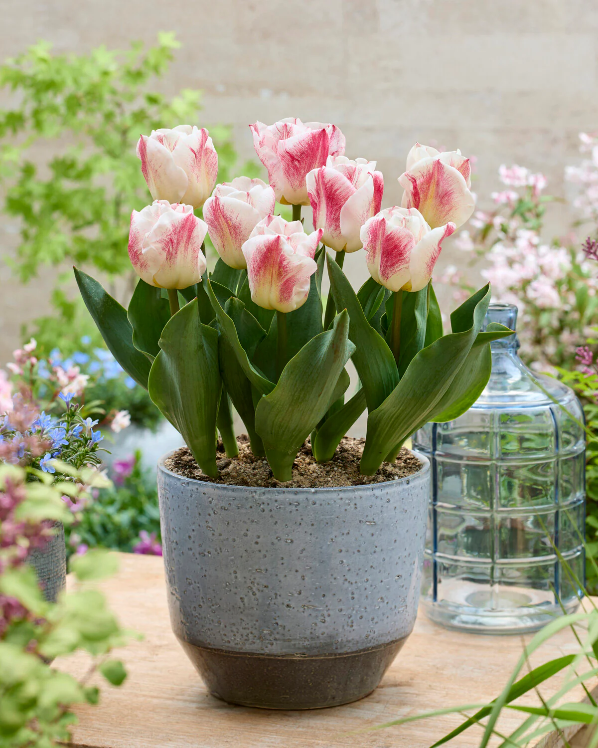 Tulip 'Calgary Sensation' - Image 4