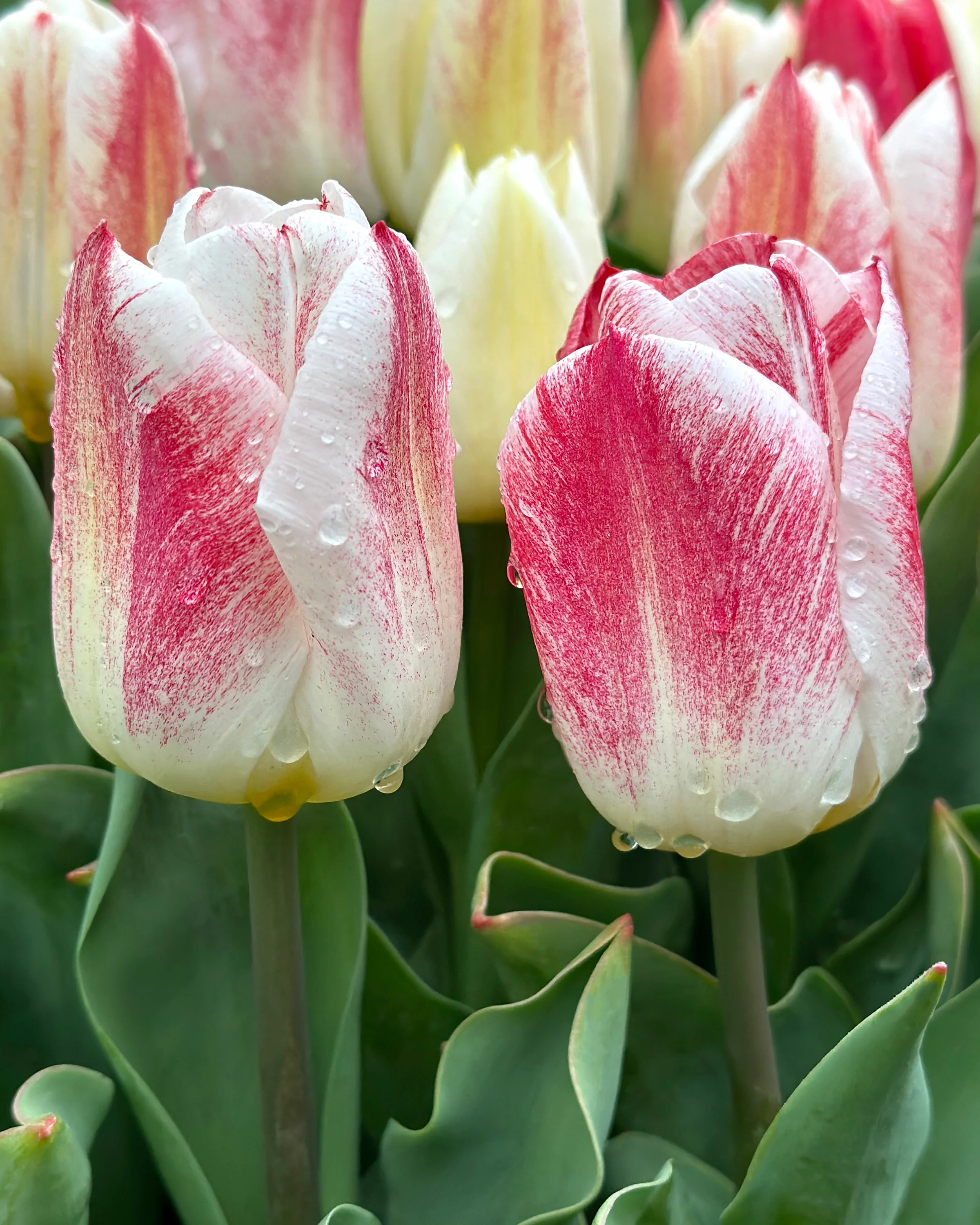Tulip 'Calgary Sensation' - Image 5