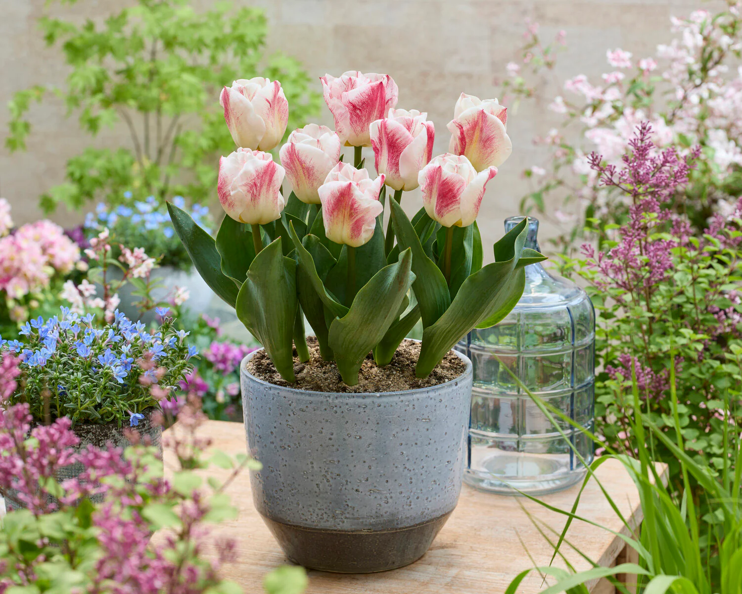 Tulip 'Calgary Sensation' - Image 6
