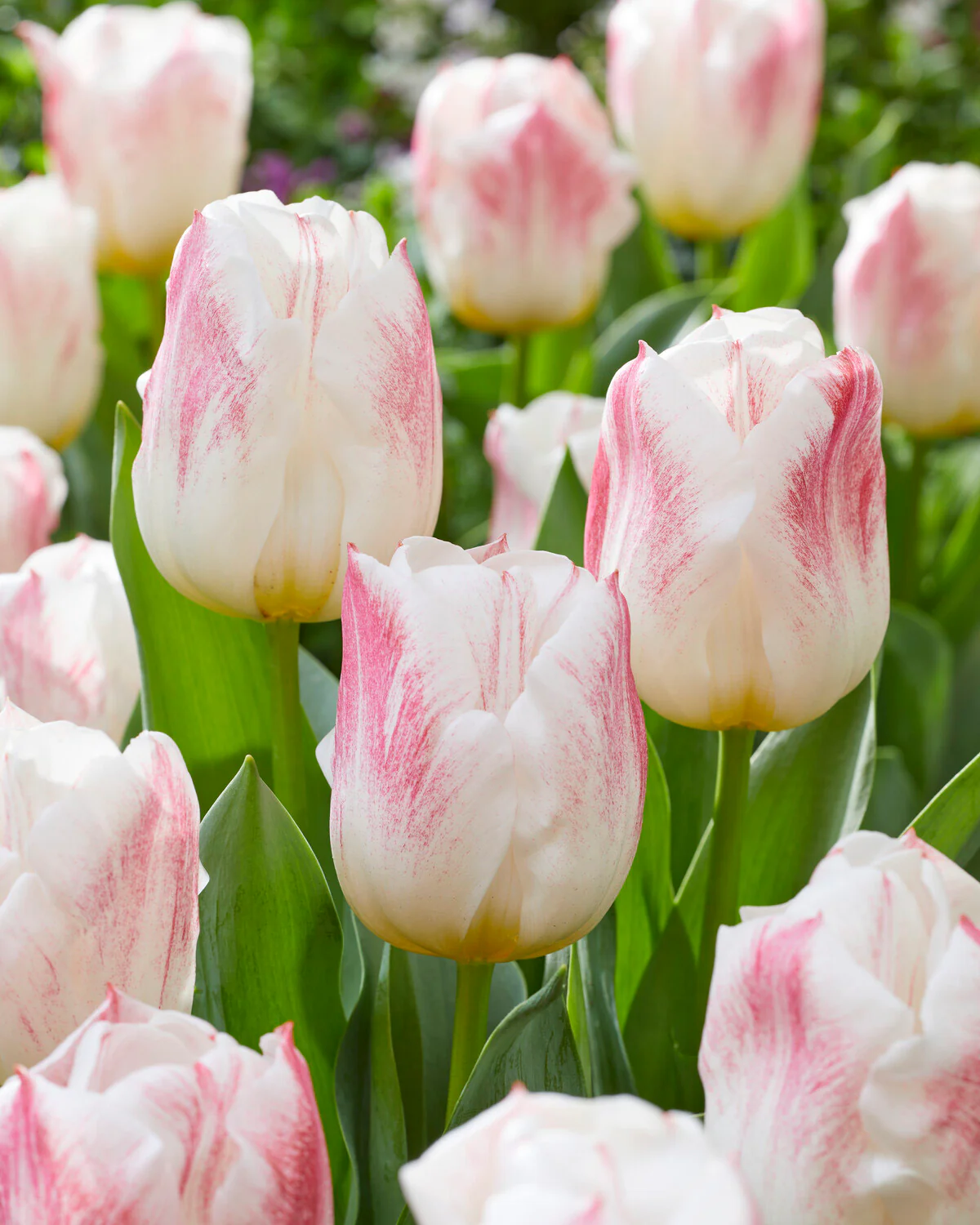 Tulip 'Calgary Sensation' - Image 7