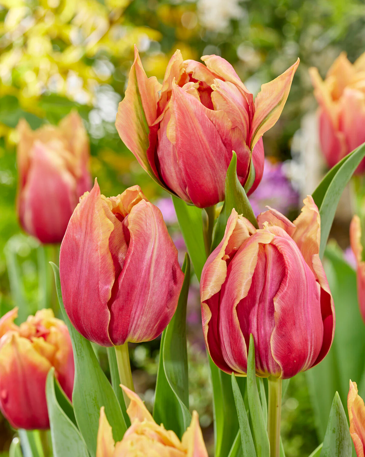 Tulip 'Callahan' - Image 4