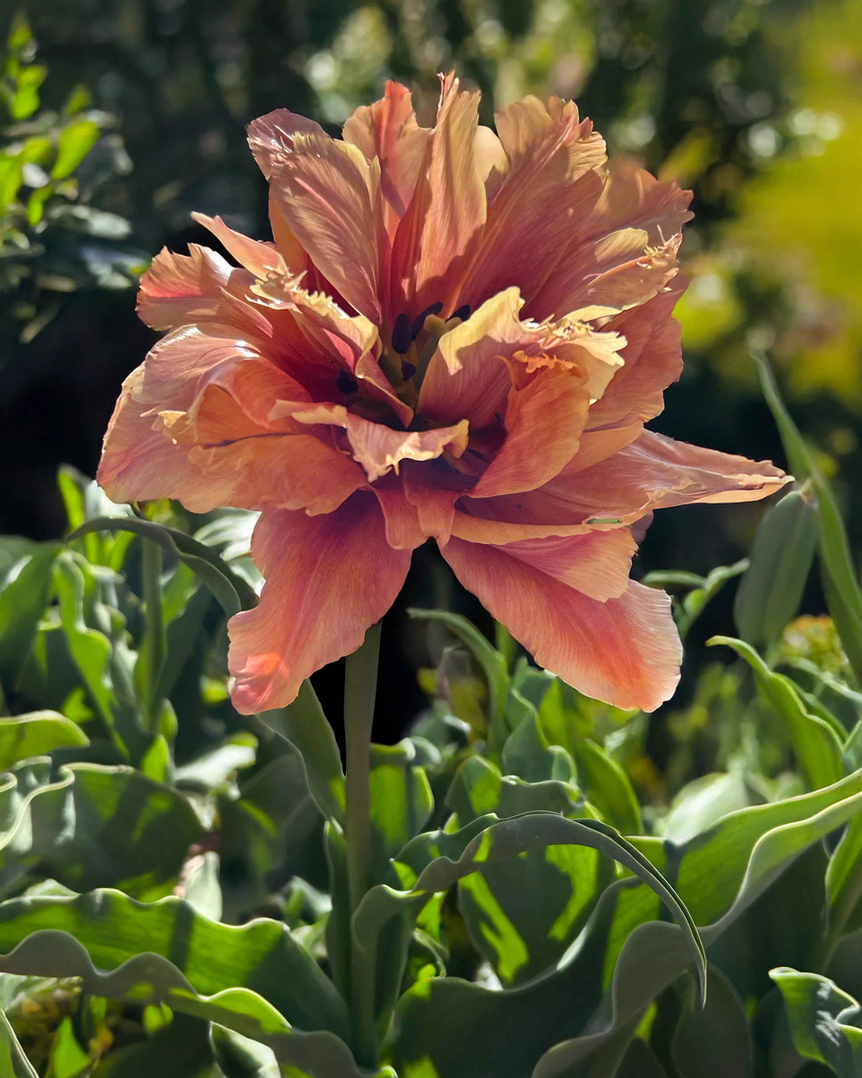 Tulip 'Callahan' - Image 5