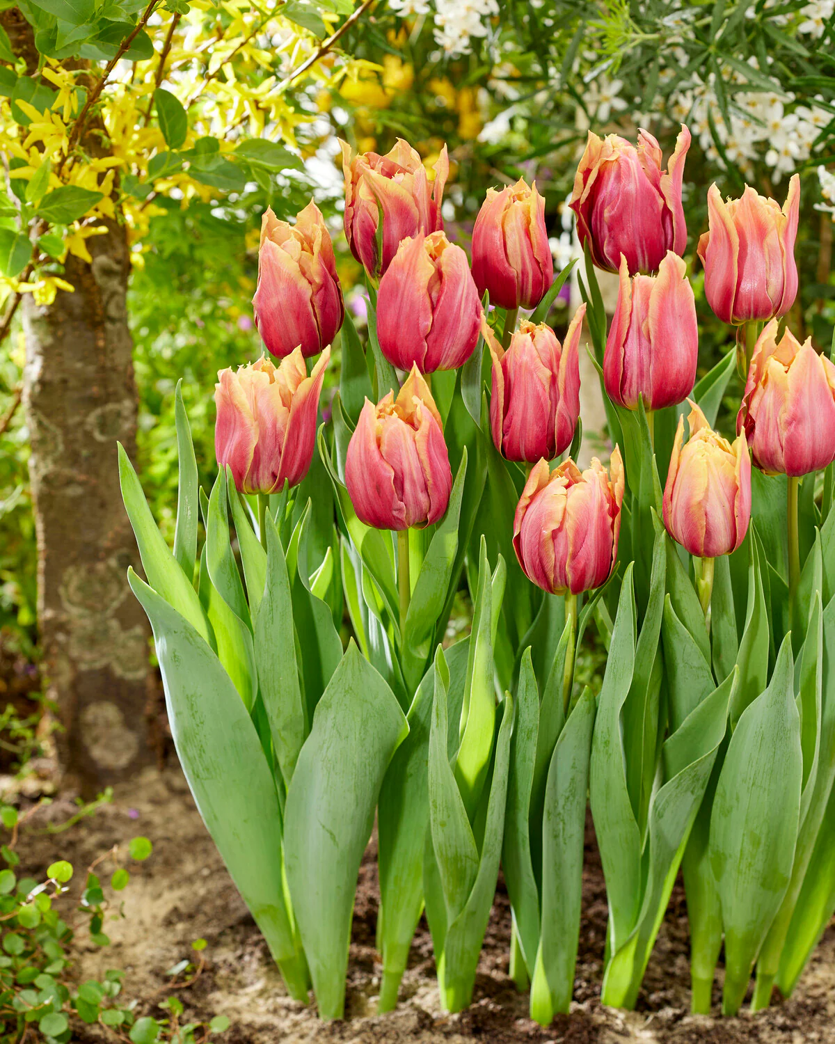 Tulip 'Callahan' - Image 6
