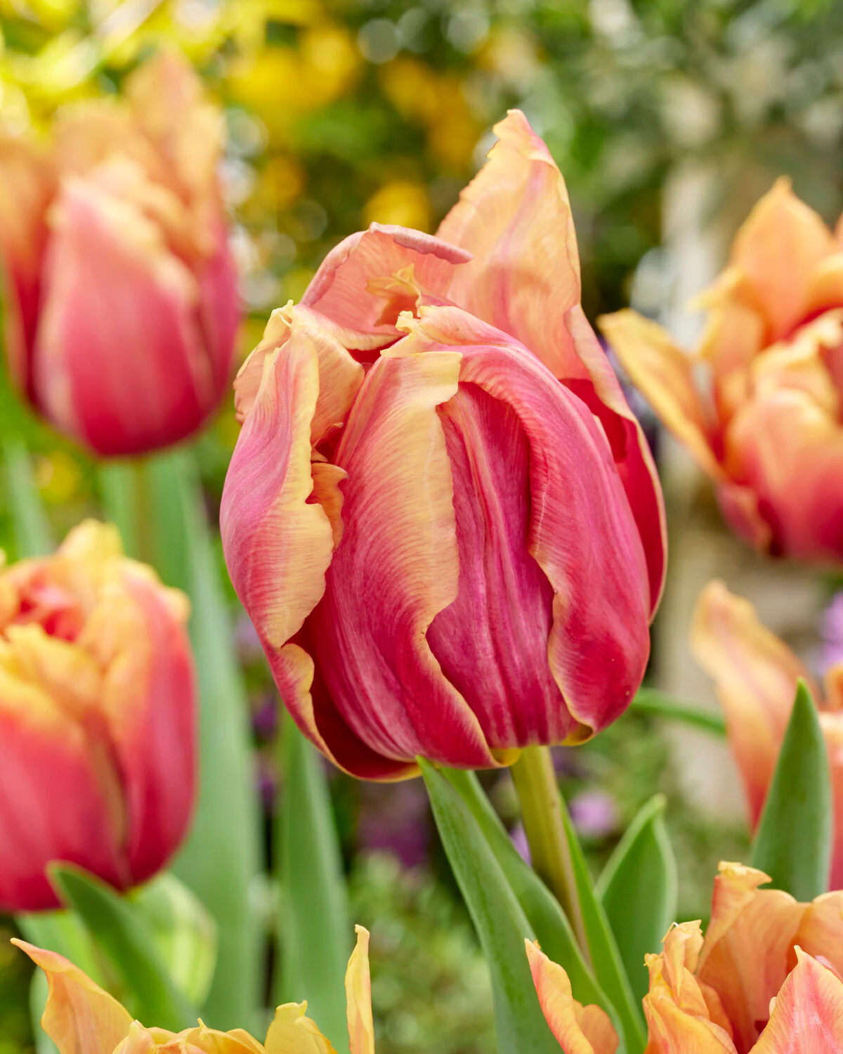 Tulip 'Callahan' - Image 8