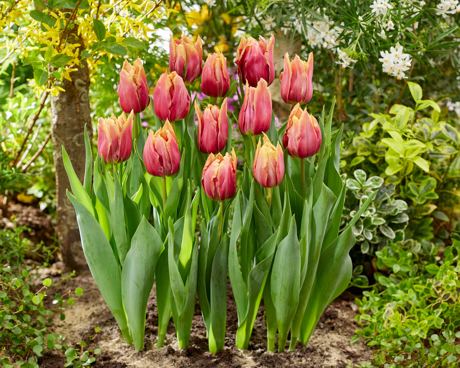 Tulip 'Callahan' - Image 9