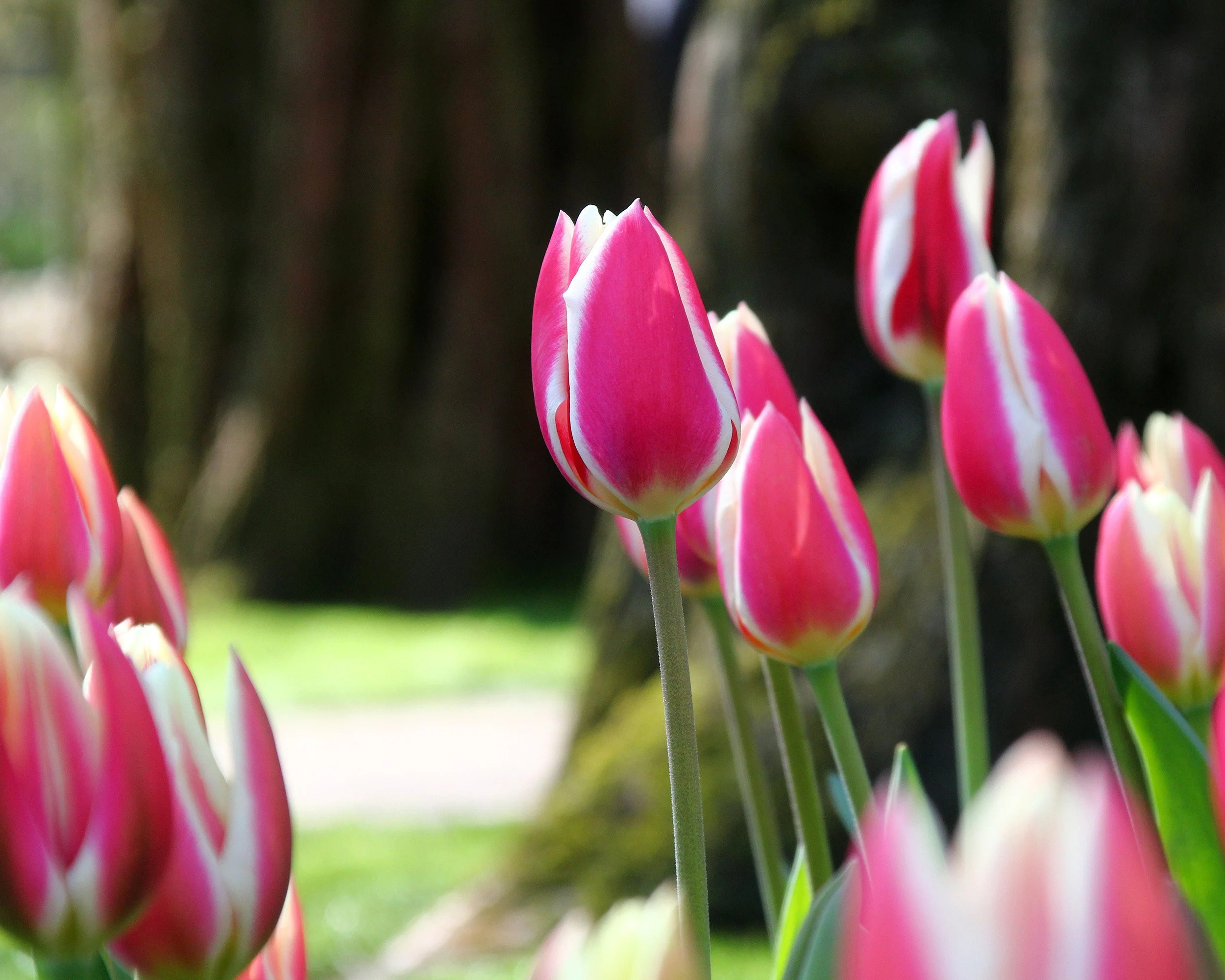 Tulip 'Candy Apple Delight' - Image 2