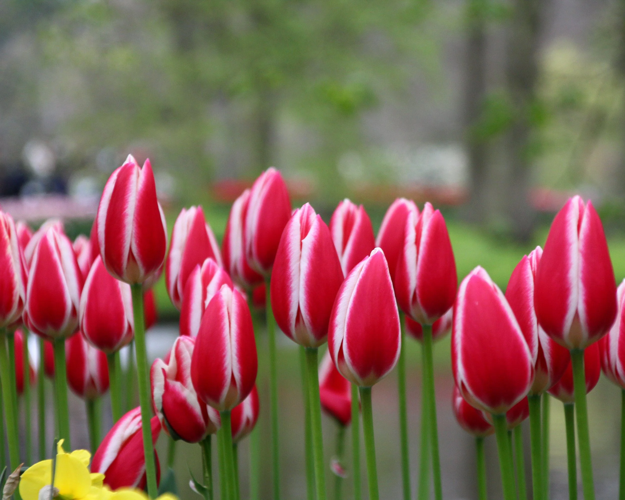 Tulip 'Candy Apple Delight' - Image 3