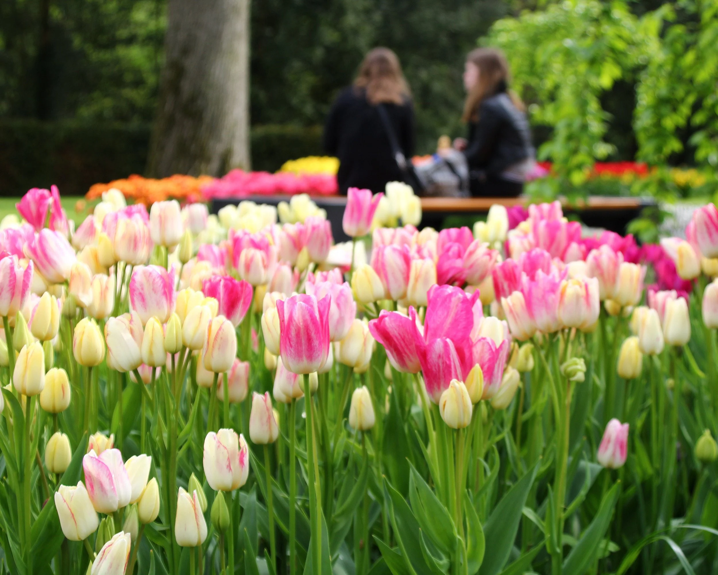 Tulip 'Candy Club' - Image 2