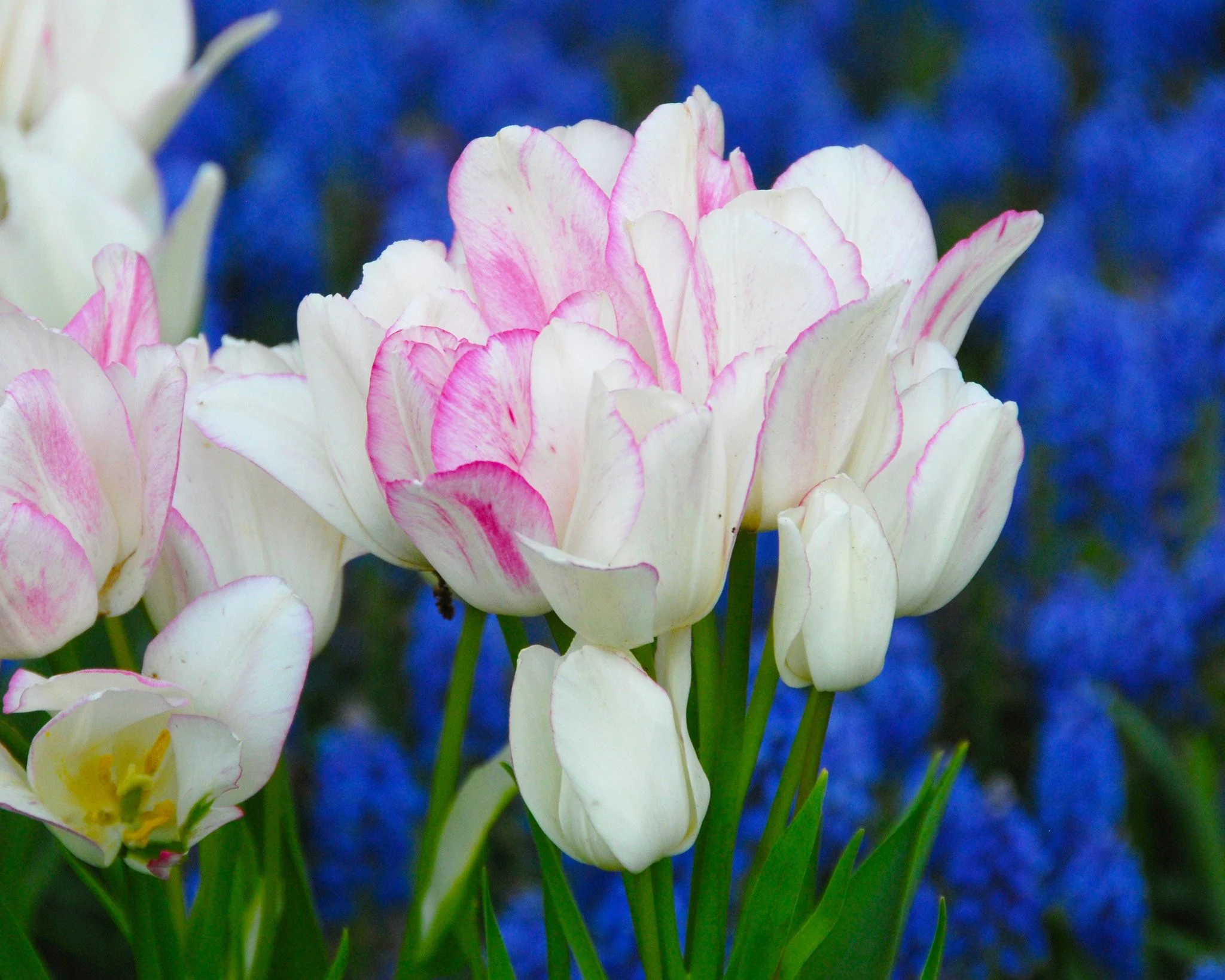 Tulip 'Candy Club' - Image 3