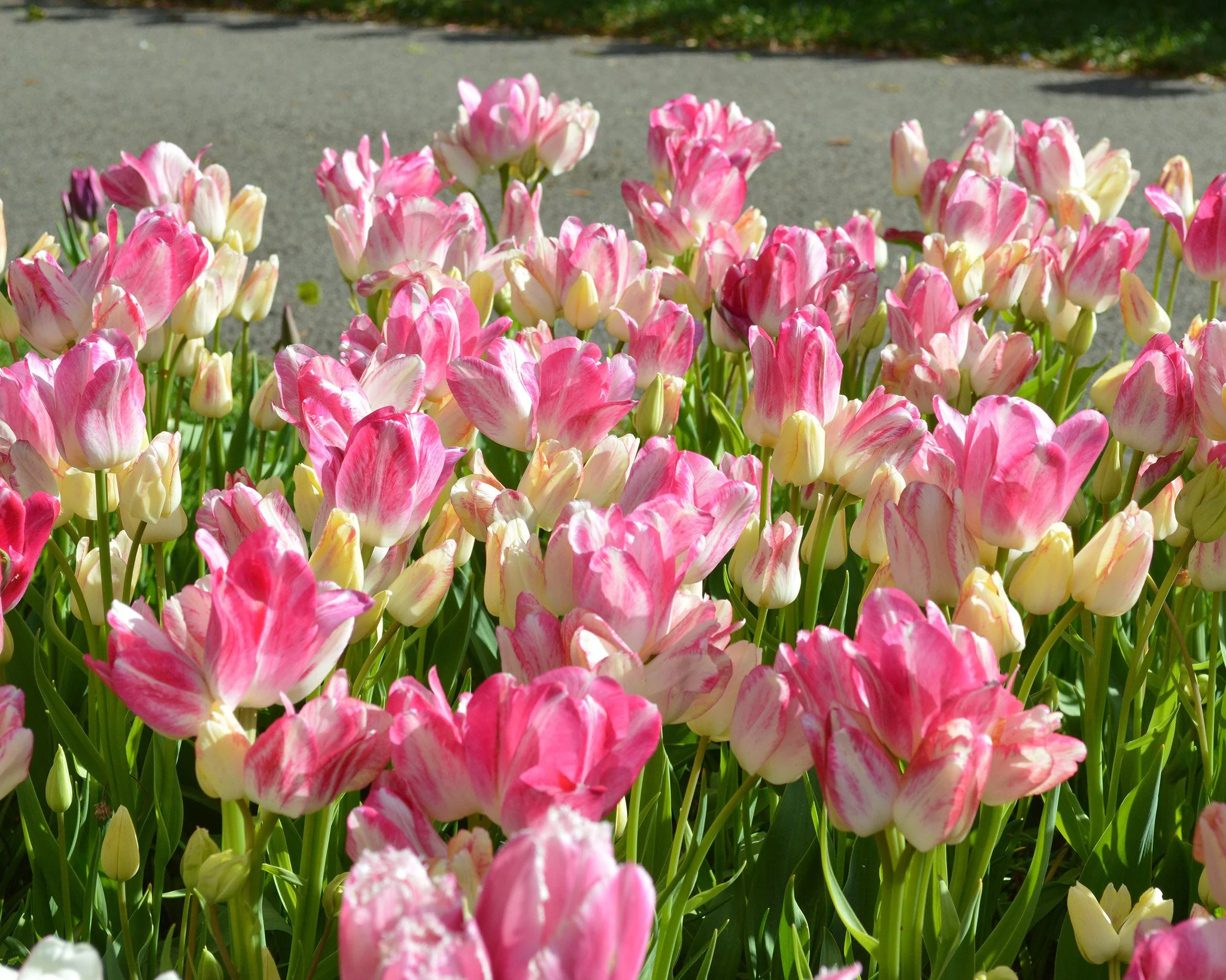 Tulip 'Candy Club' - Image 4