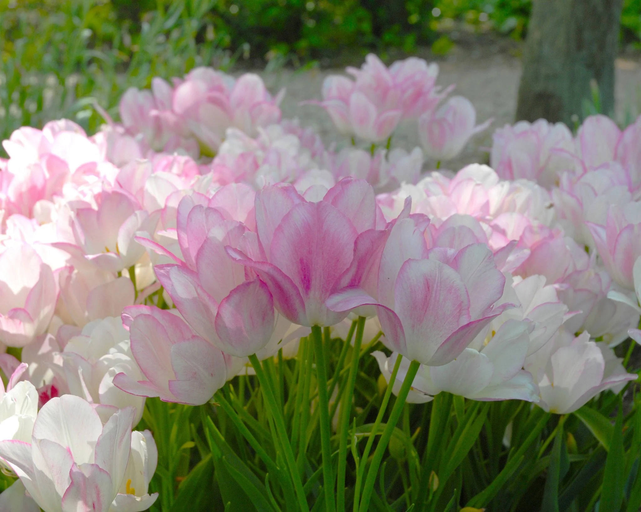 Tulip 'Candy Club' - Image 6