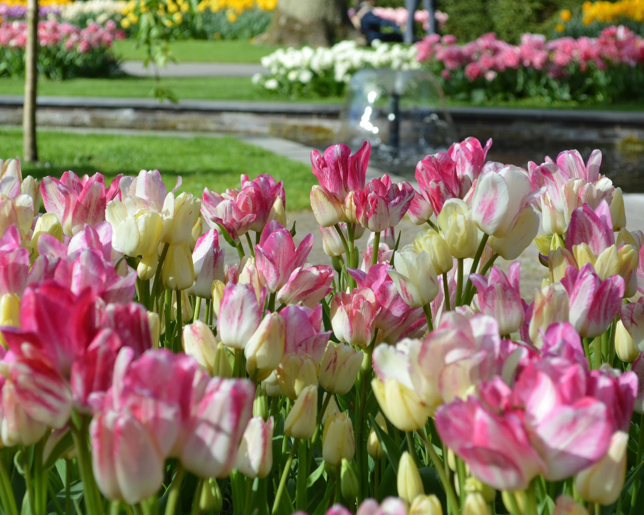 Tulip 'Candy Club' - Image 7