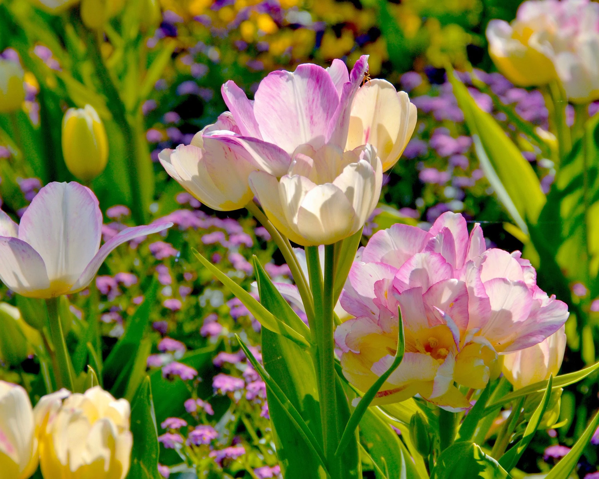 Tulip 'Candy Club' - Image 8