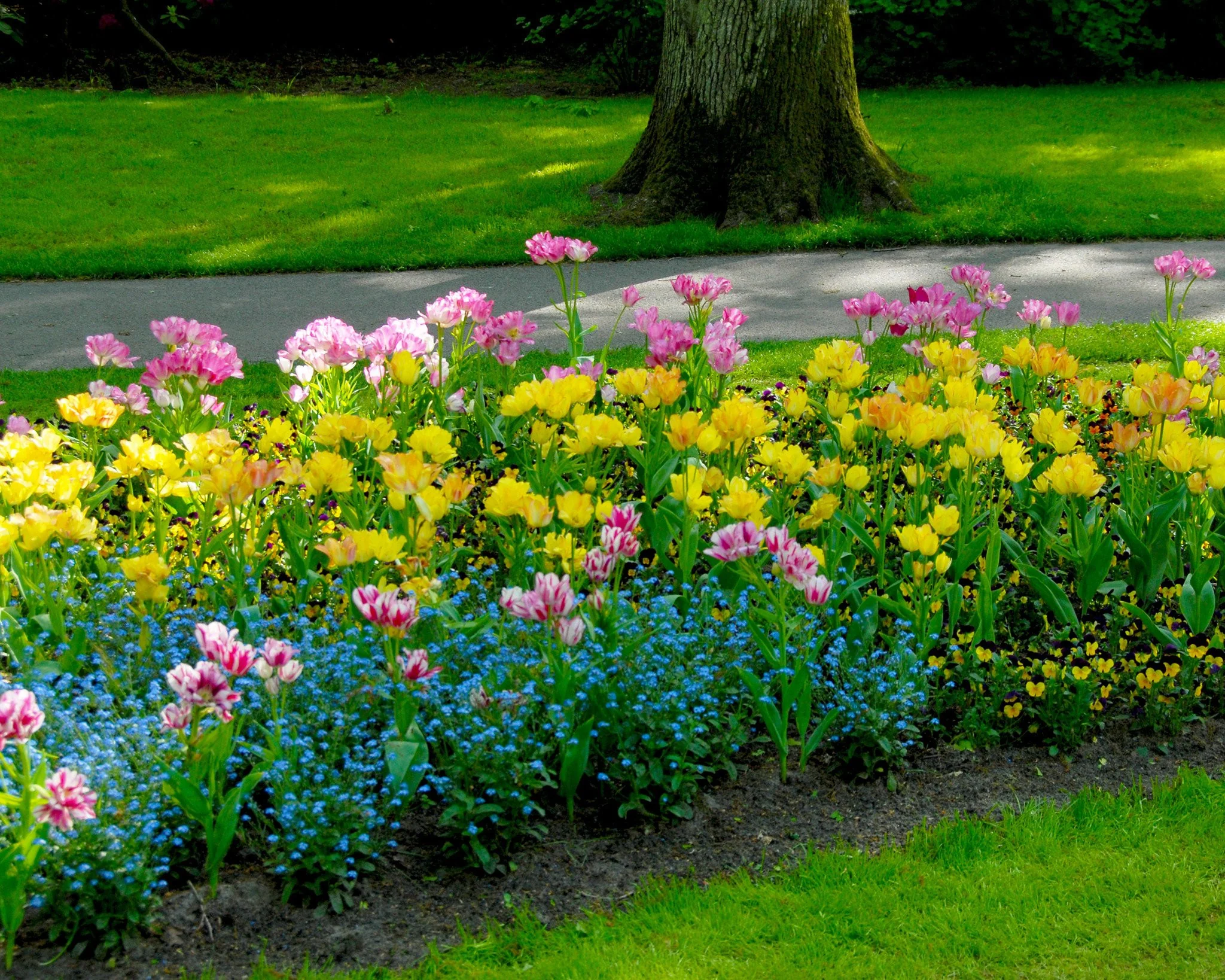 Tulip 'Candy Club' - Image 9